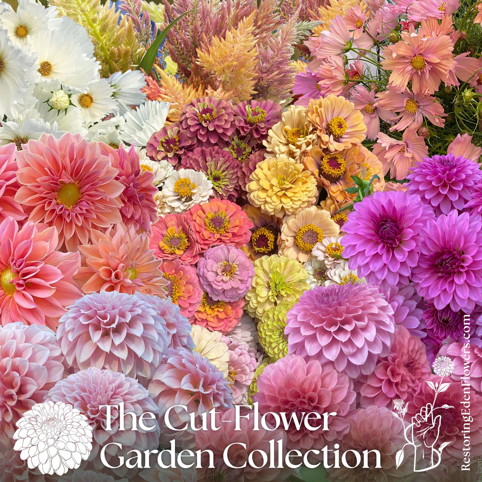 2026 Collection: Cut-Flower Garden (Limit One)