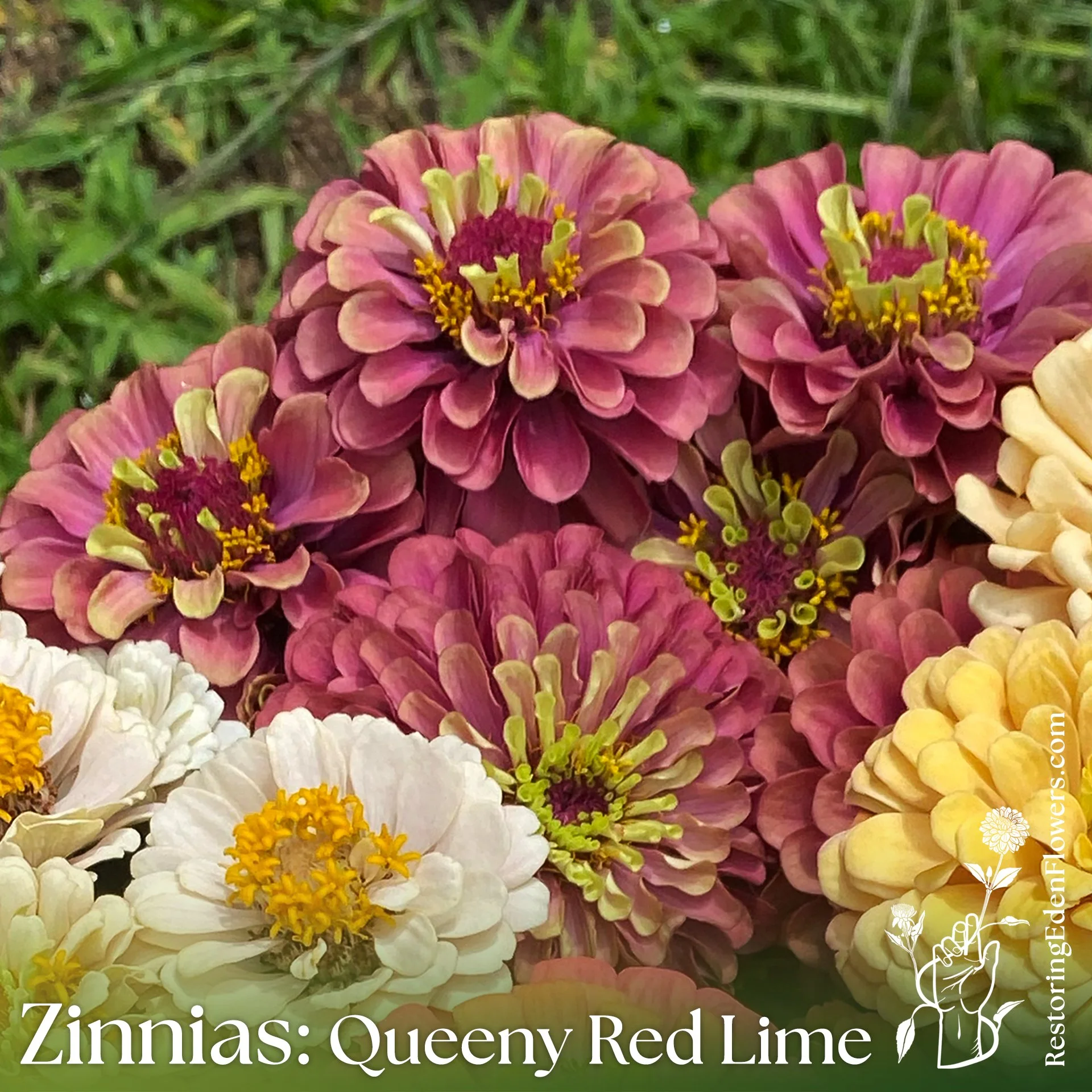 Zinnias: Queeny Red Lime