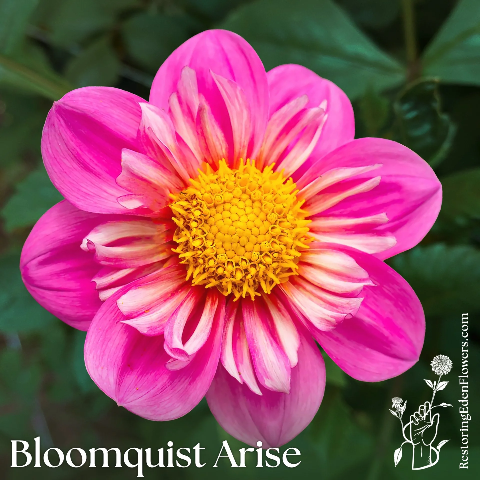 Bloomquist Arise