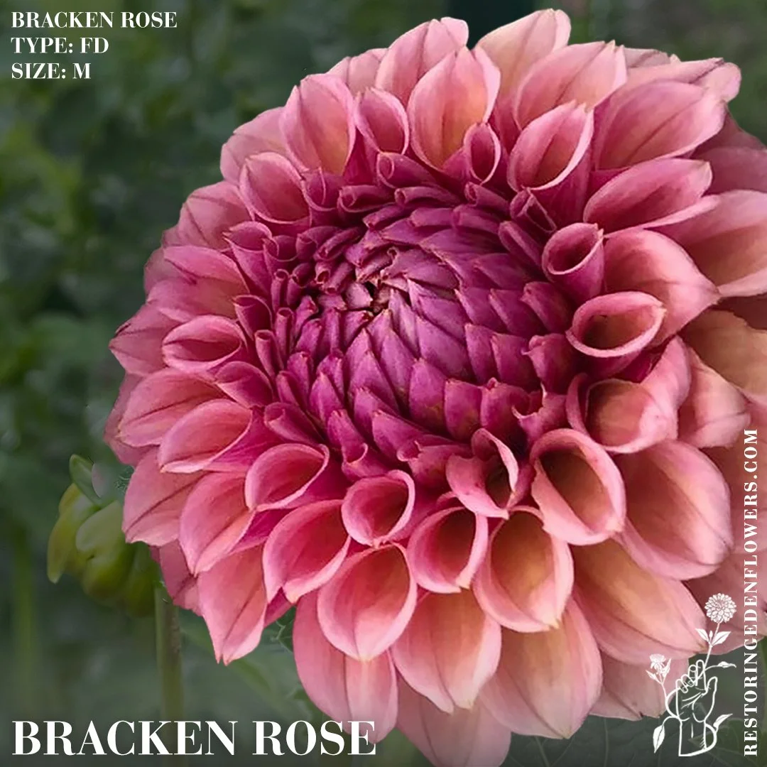 Bracken Rose (US)