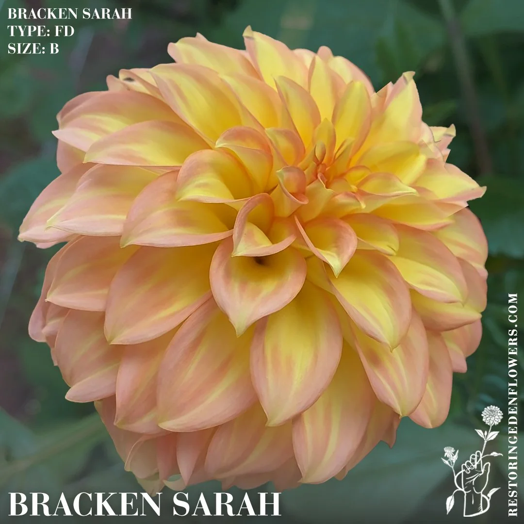 Bracken Sarah