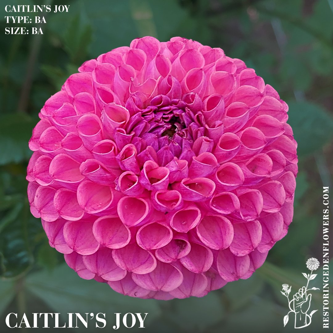 CaitlynsJoy.jpg
