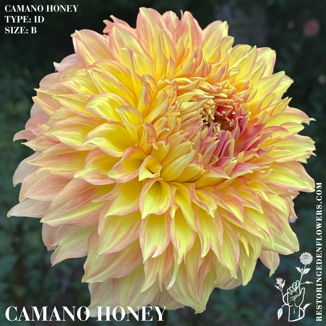 Camano Honey*