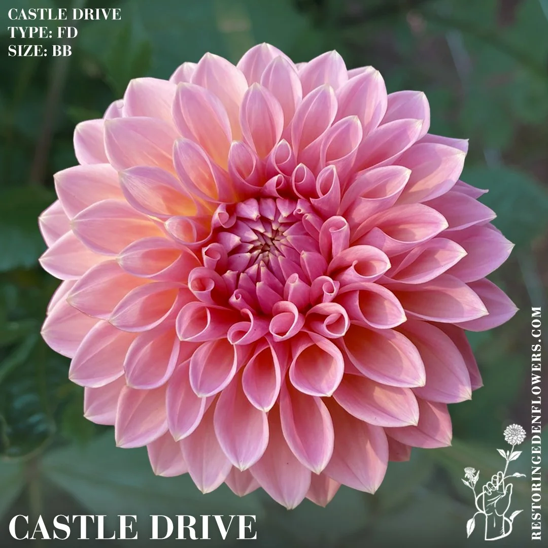 Castle Drive