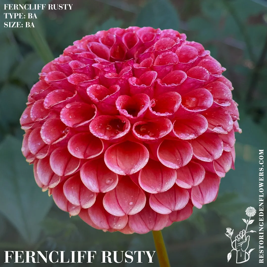 Ferncliff Rusty