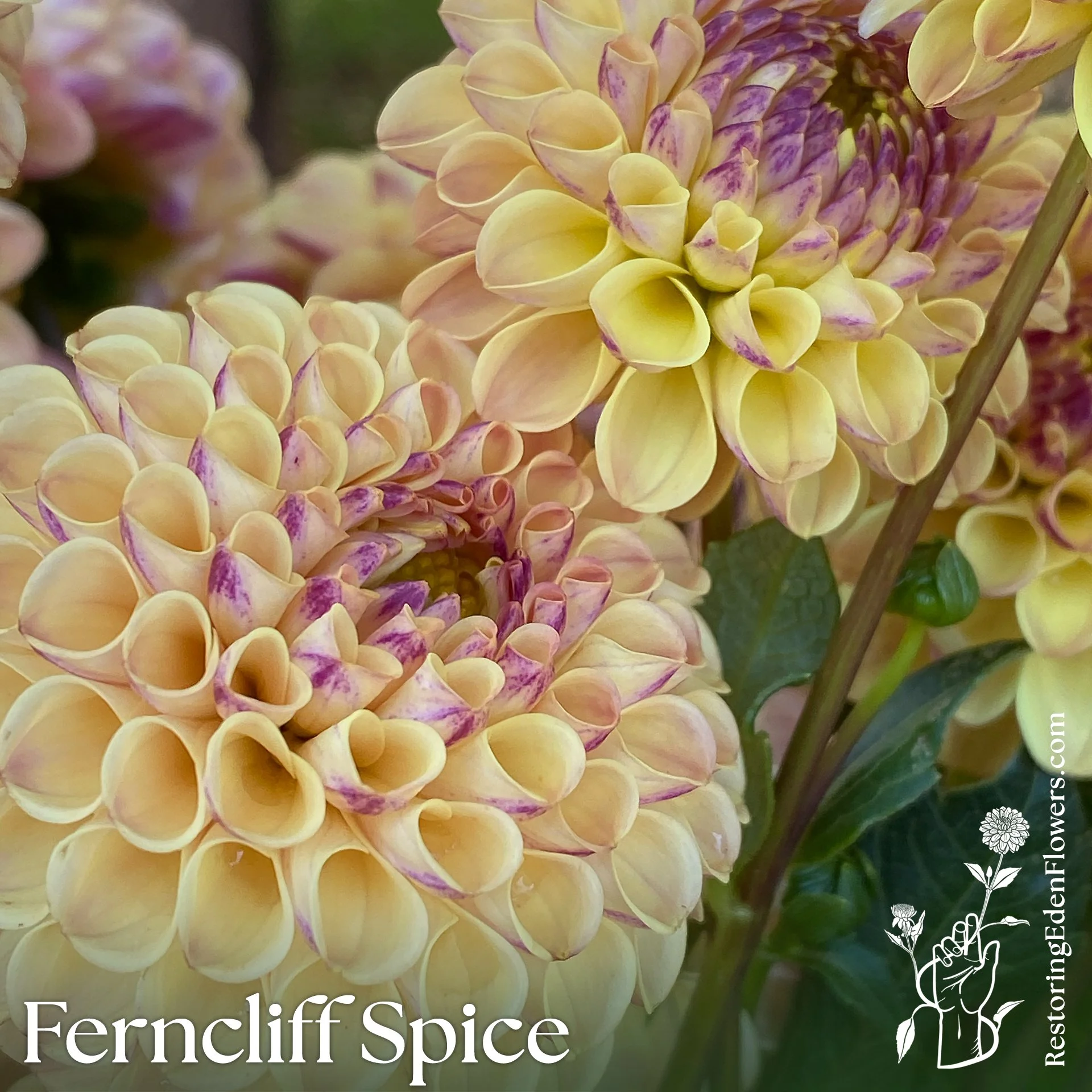 Ferncliff Spice