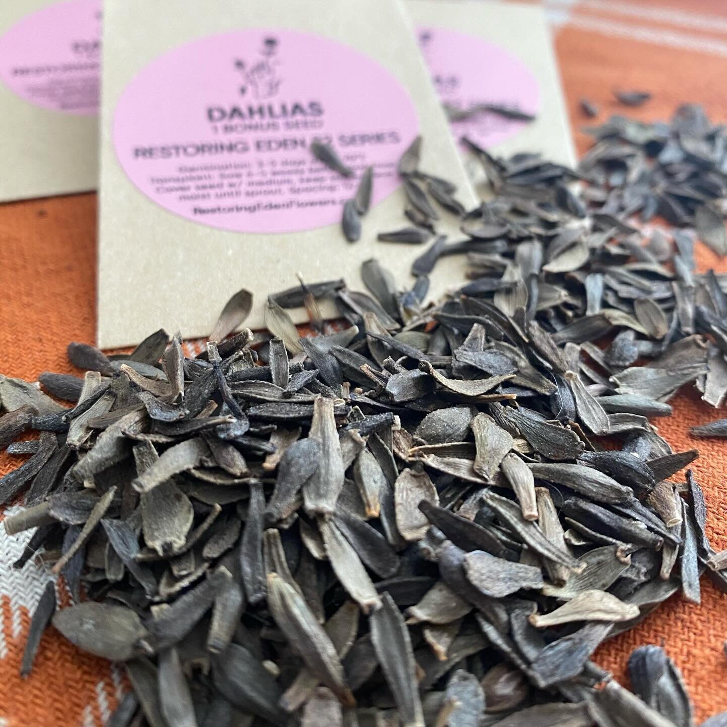 It's my third year collecting and growing seeds from my dahlia patch here at Restoring Eden, and I've decided to make my supply available now rather than wait until Spring. All hand separated and evaluated by yours truly ;) link in bio, if interested