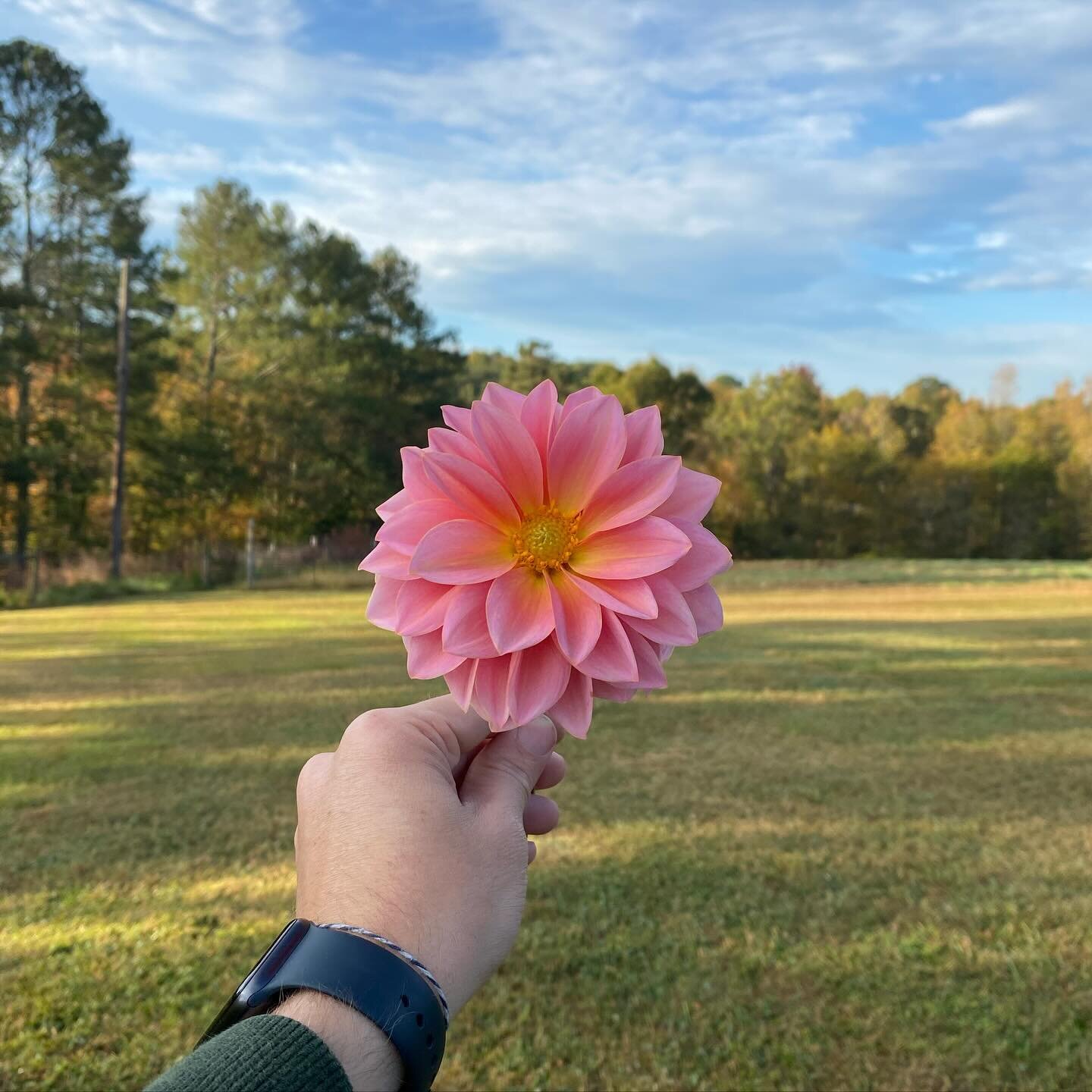This second year seedling was chosen as my wife&rsquo;s favorite, and it&rsquo;s being named after her. More on that in a moment. Year two and it&rsquo;s still looking great. 

The color is slightly more peach than the vibrancy of the pink showing up