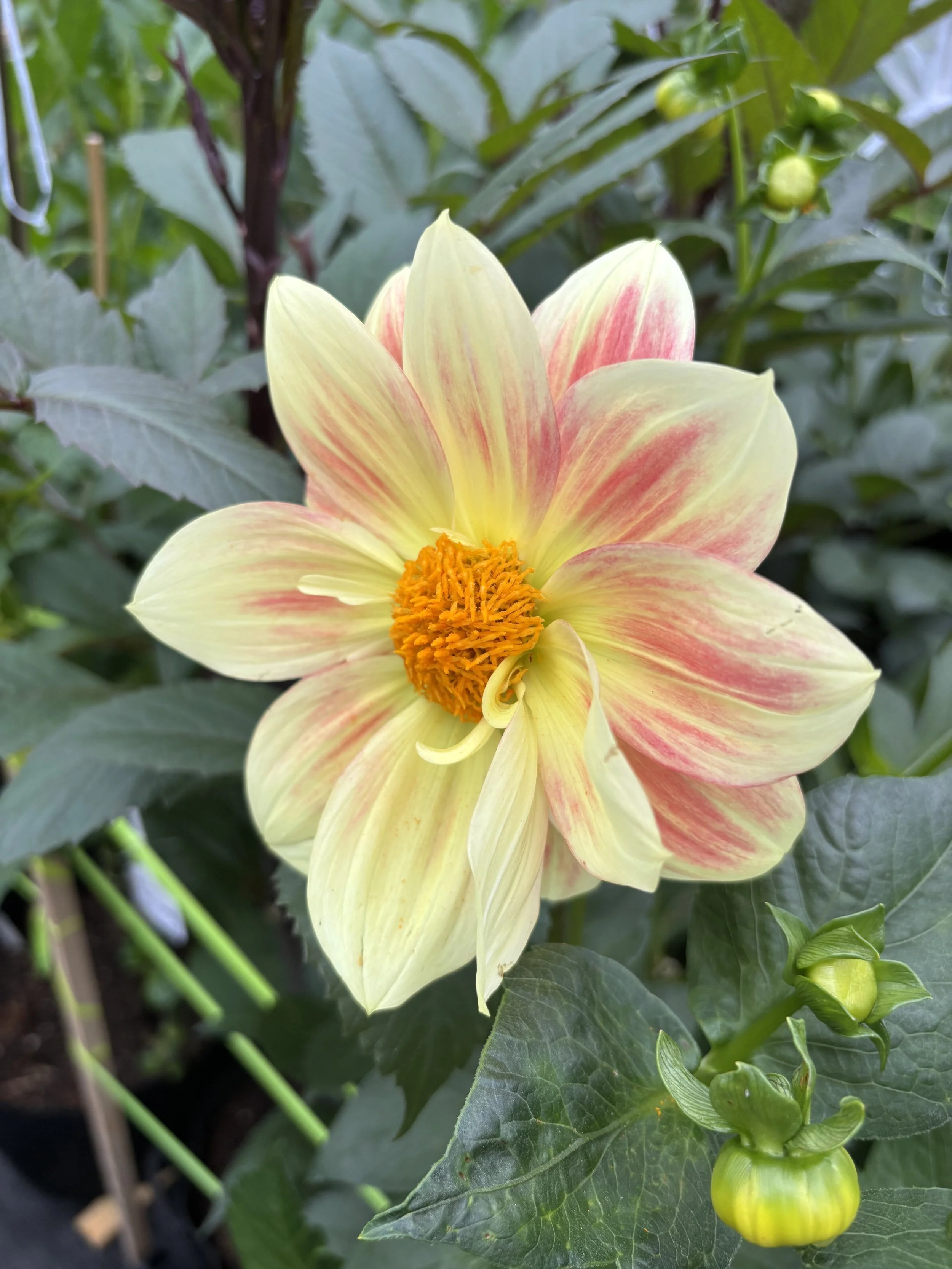 Kathleen D, Alaska - July 2025