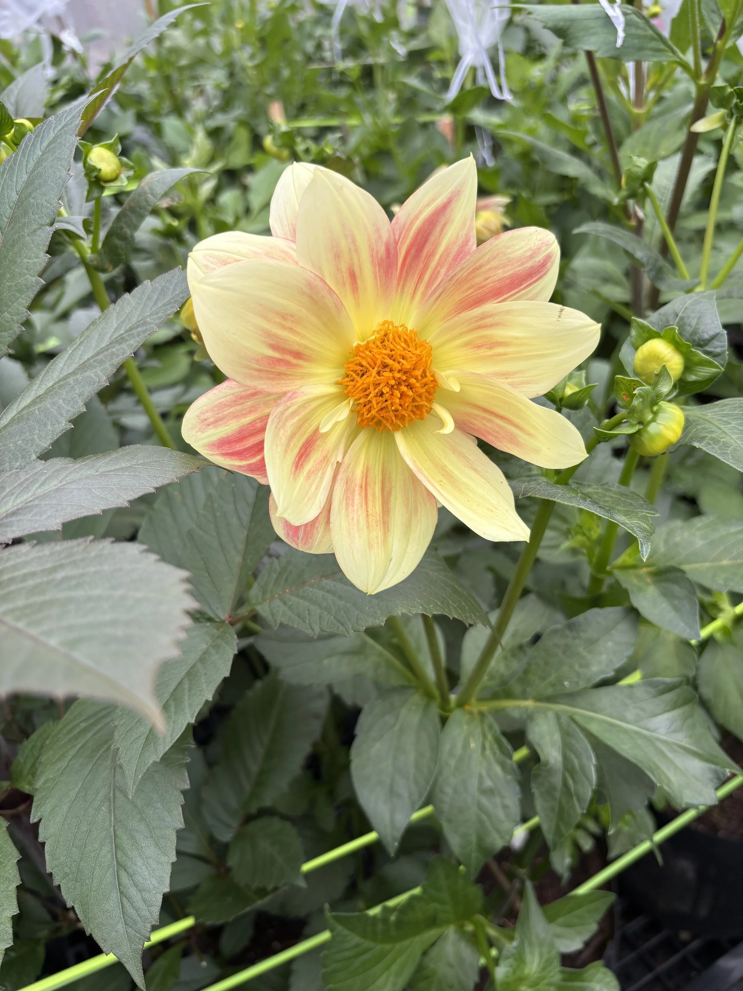 Kathleen D, Alaska - July 2025