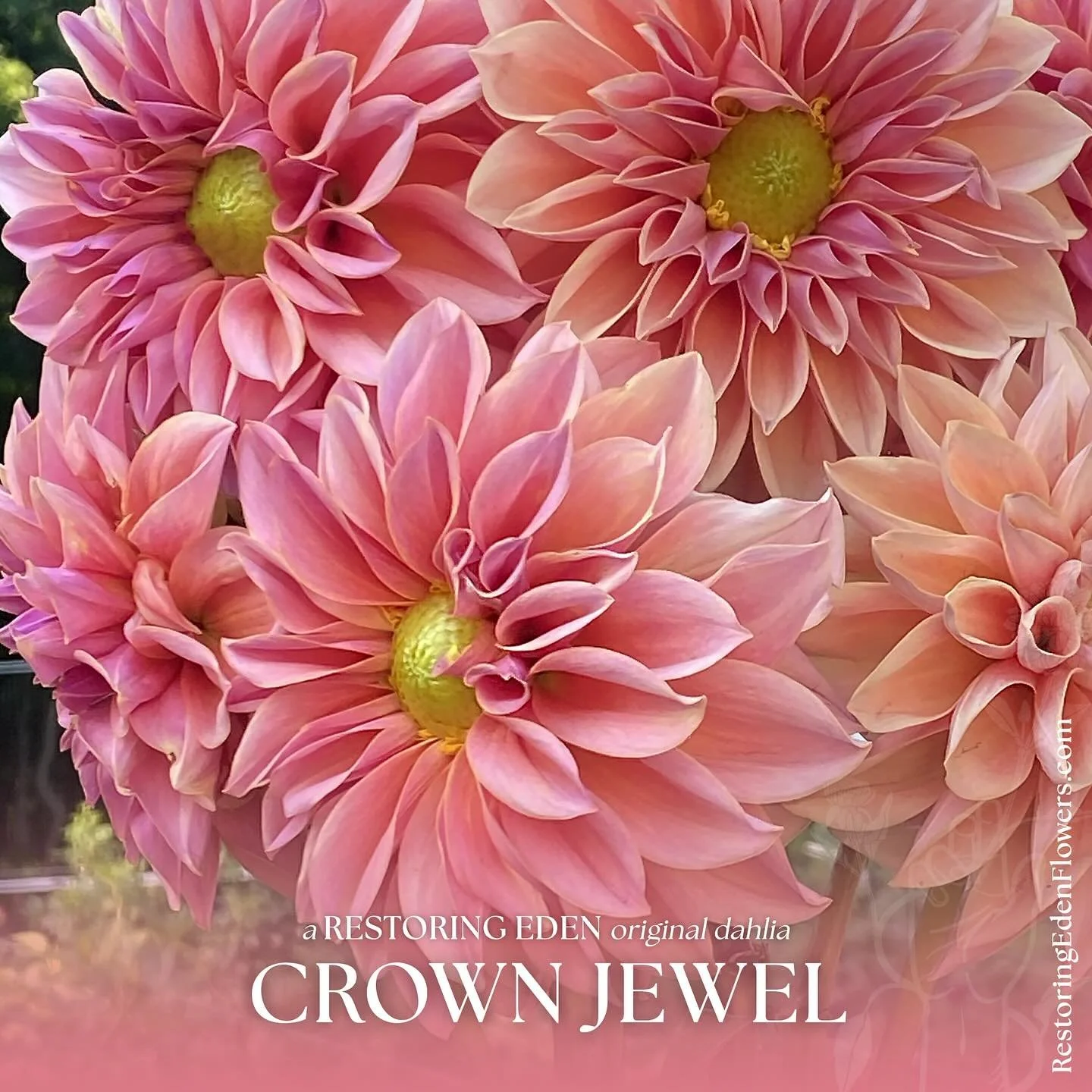 Last, but most certainly not the least, - Meet Crown Jewel.

My first &ldquo;big&rdquo; dahlia year&mdash;175 plants in a backyard that felt like a kingdom. One day, late in the season, I watched Kristine Albright demonstrate hand-pollination with an