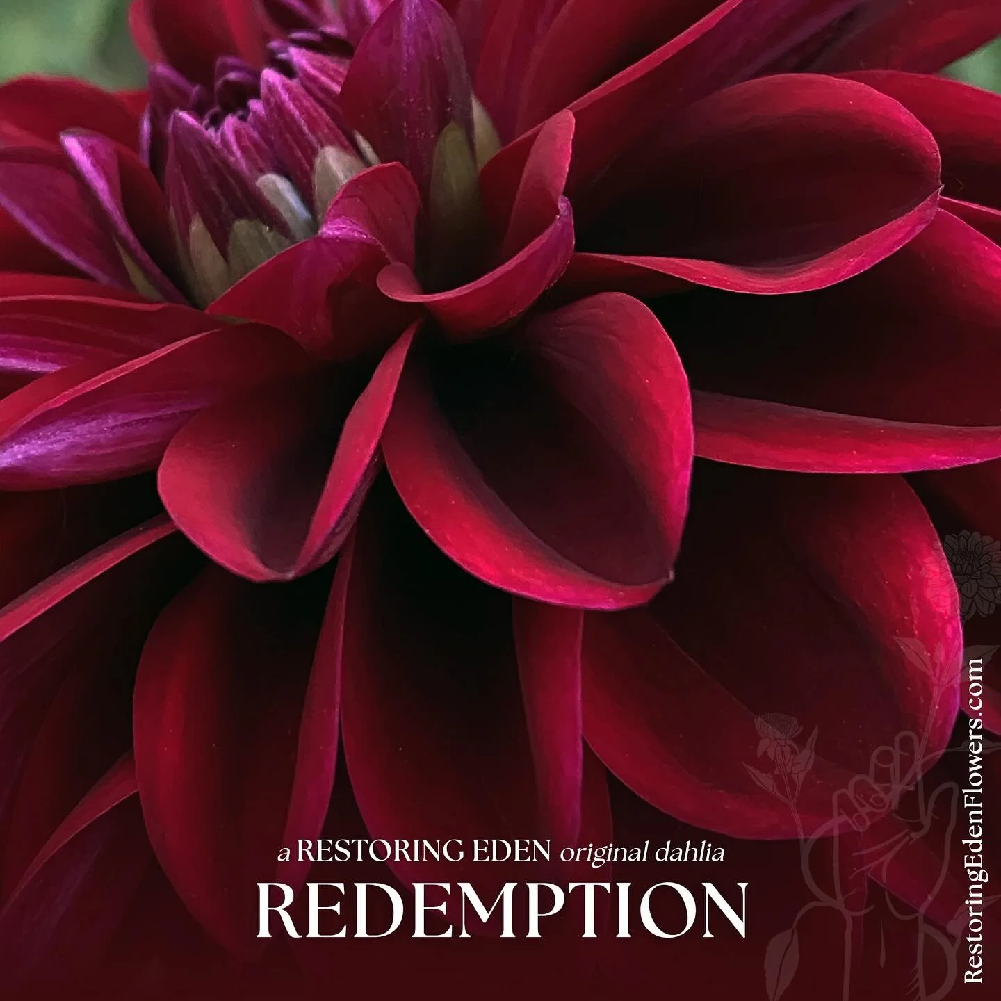 Some varieties arrive as color; Redemption arrived as a conviction. 

At first glance it is dark scarlet and crimson, a heart-deep red with a raspberry undertone and a true red edge that flashes as the season matures. When blooms are tight, the color