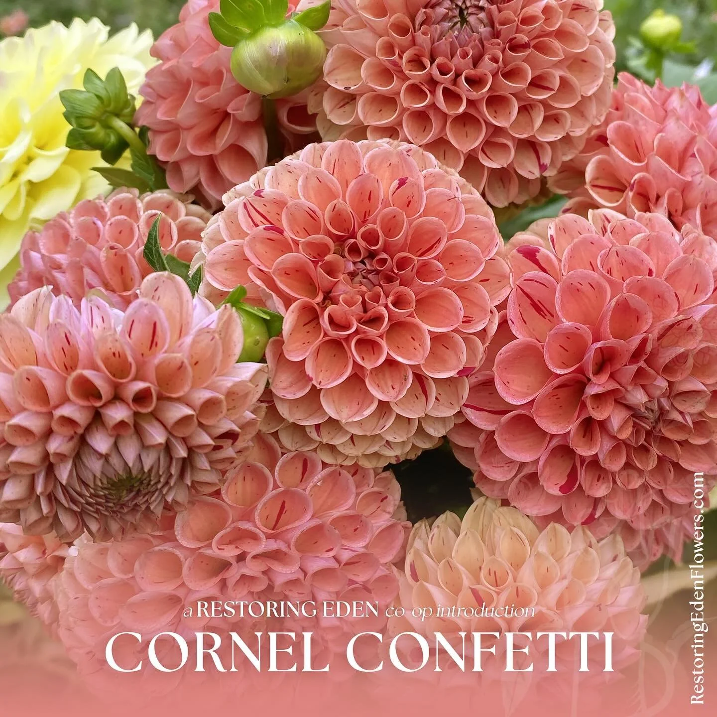 Are you ready for Confetti?

I&rsquo;ve been holding my tongue a while on this one. Meet Cornel Confetti &mdash; a naturally occurring sport discovered in 2018 by Restoring Eden co-op partner, Robert Sarniak among a long row of Cornel. 

After 7 seas
