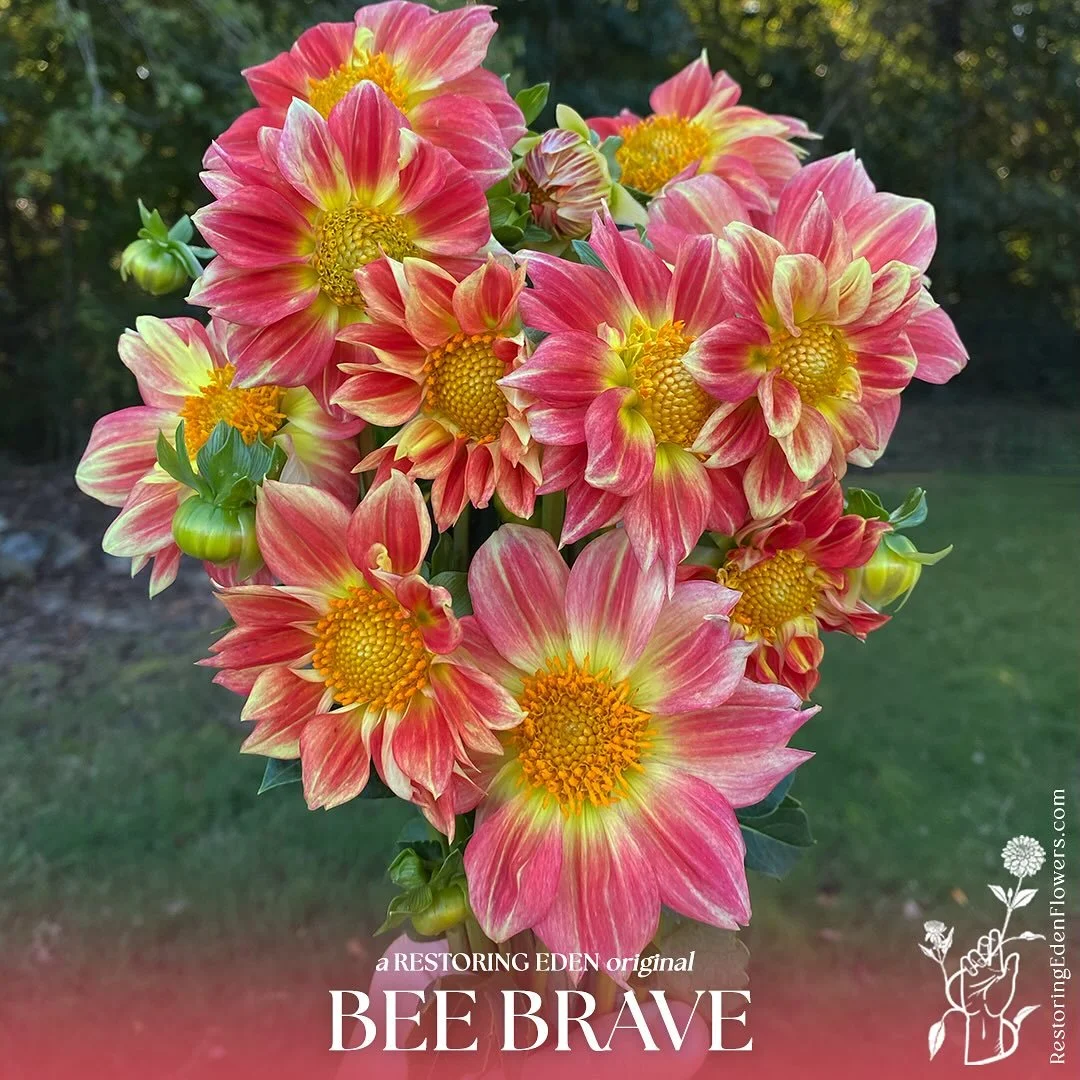 Last year, I released a limited number of a garden variety that I knew wasn&rsquo;t &ldquo;show worthy,&rdquo; but pumped out blooms like you wouldn&rsquo;t believe; and was a friend to bees and pollinators everywhere. To my shock, this wonky little 