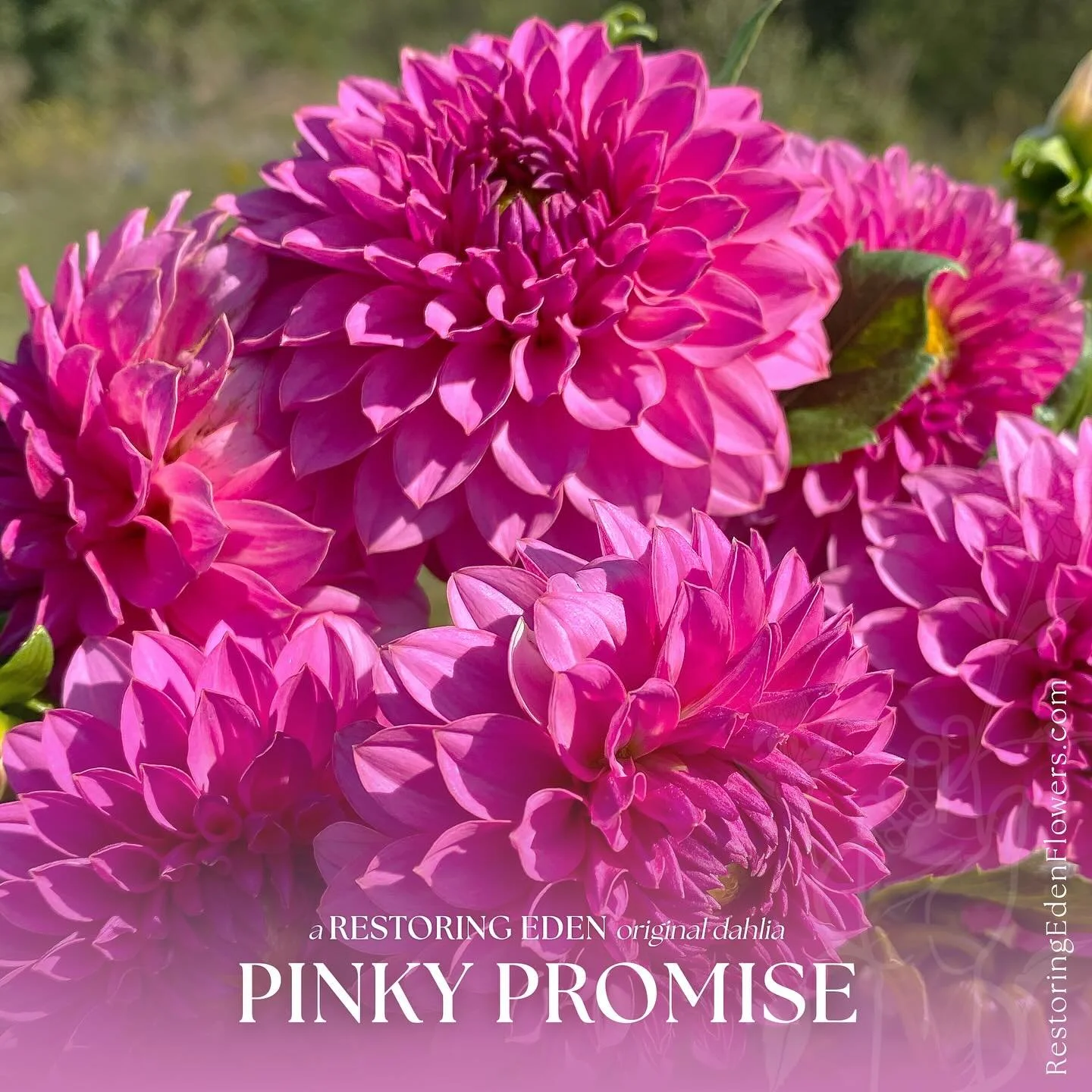 Today, you get to meet, Pinky Promise.

Elegant and assured, Pinky Promise is a Formal Decorative dahlia in saturated dark pink (ADS DP-19) with subtle 4&rdquo; blooms on 4&ndash;5&rsquo; plants.

Its name honors a true and tender story about a daugh