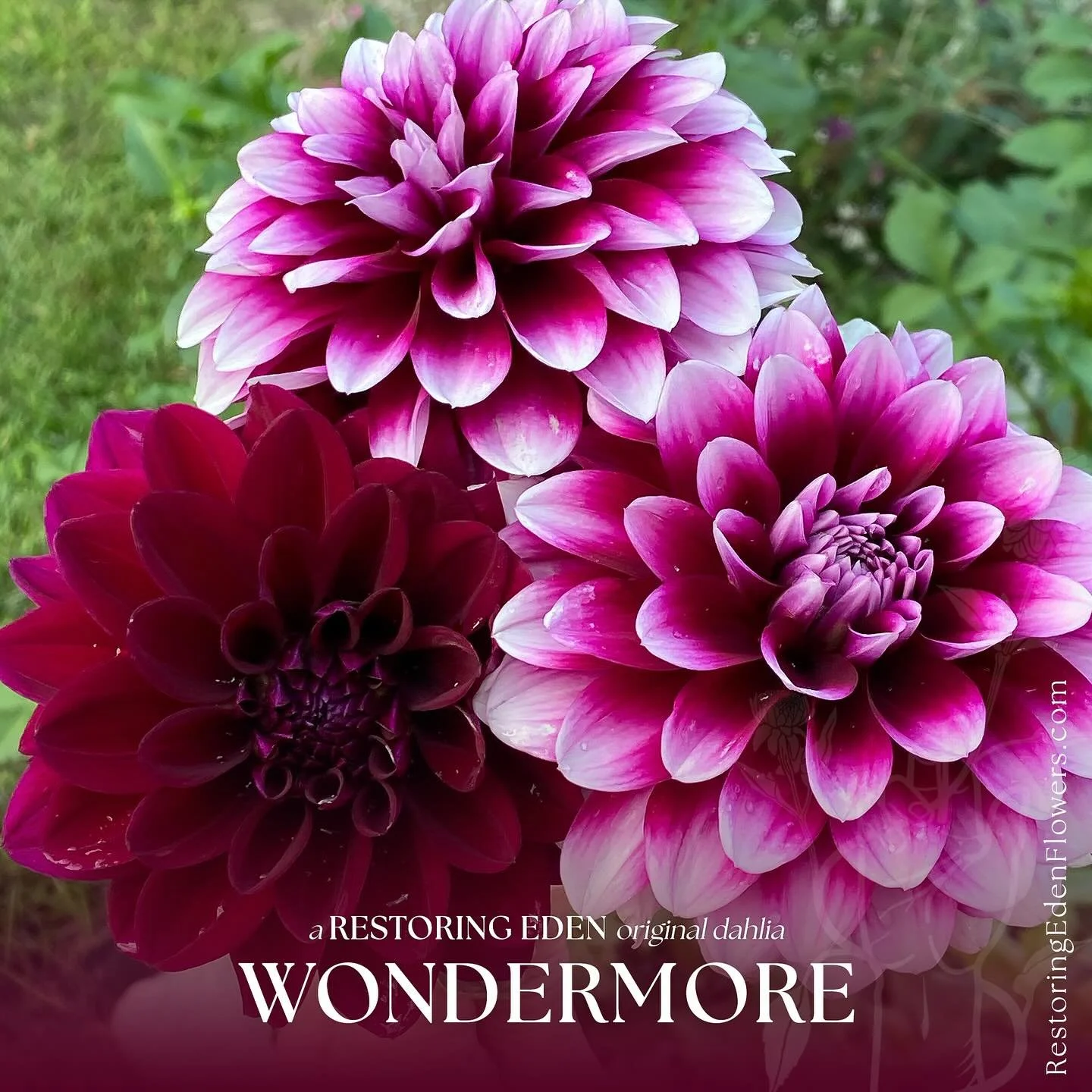 ✨ Meet Wondermore ✨

This dahlia was born from one of 120 seedlings I planted in 2022. Its first bloom stopped me in my tracks&mdash;a dark raspberry-merlot fading to silvery-white. The second bloom was solid wine, with two singular petals of ombr&ea
