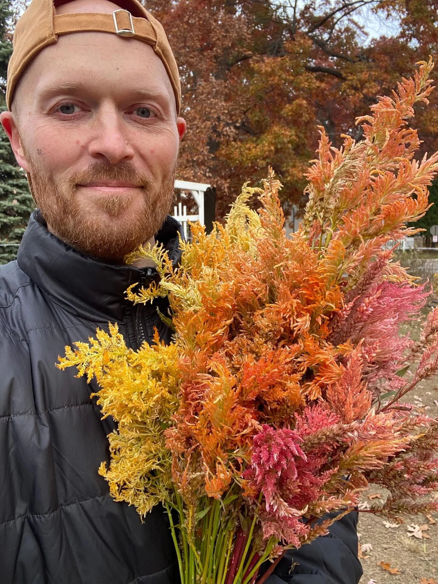 Autumn at Restoring Eden: Celosia in November. Today I harvested the rest of the seed for my Sorbet Celosia blend and even cut stems to experiment drying. It was nice to group the remaining stems by color groups and now we&rsquo;ll see how they dry.
