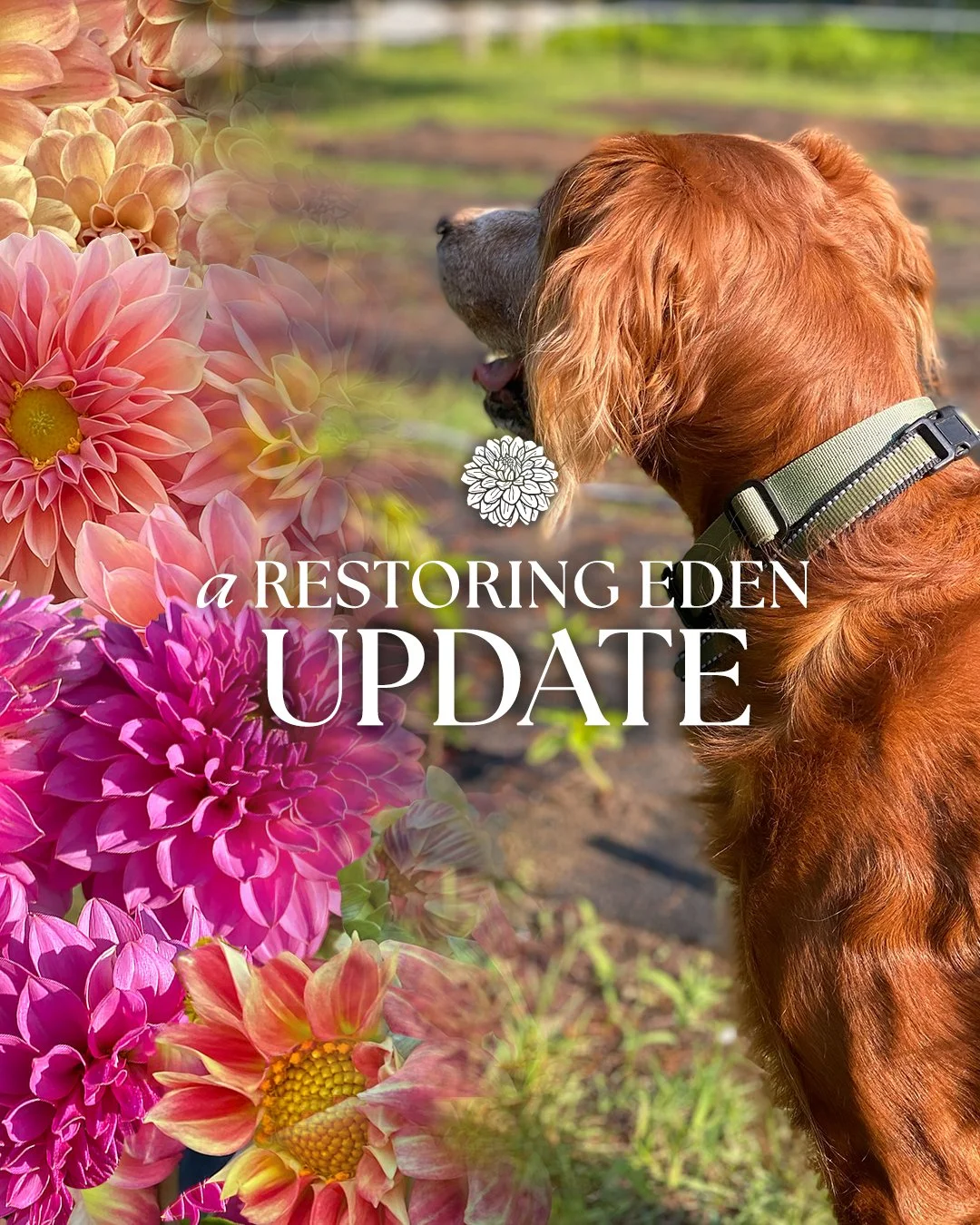 Dear friends,

I wanted to take a moment to share an honest update with you.

First, the practical details: The Restoring Eden Dahlia tuber sale will open on Monday, February 9th. More specifics will be coming very soon, and yes&mdash;we will have re