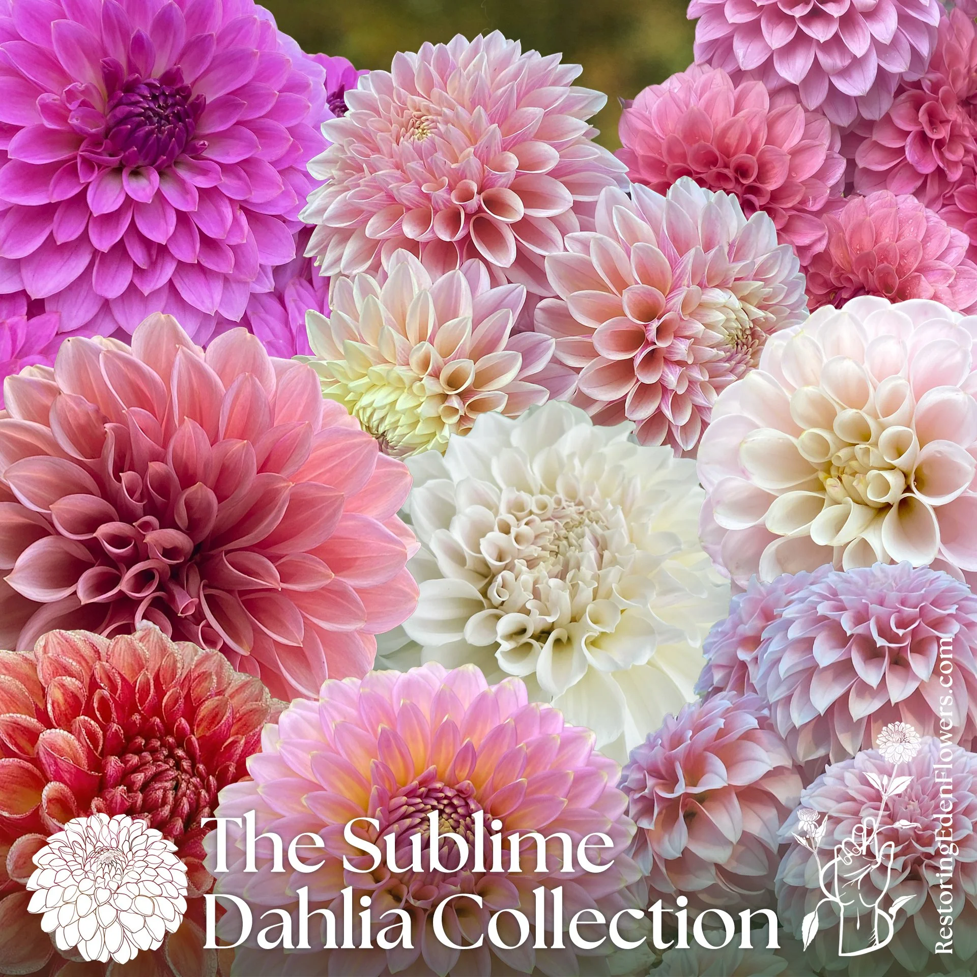 2026 Collection: Sublime (Limit One)