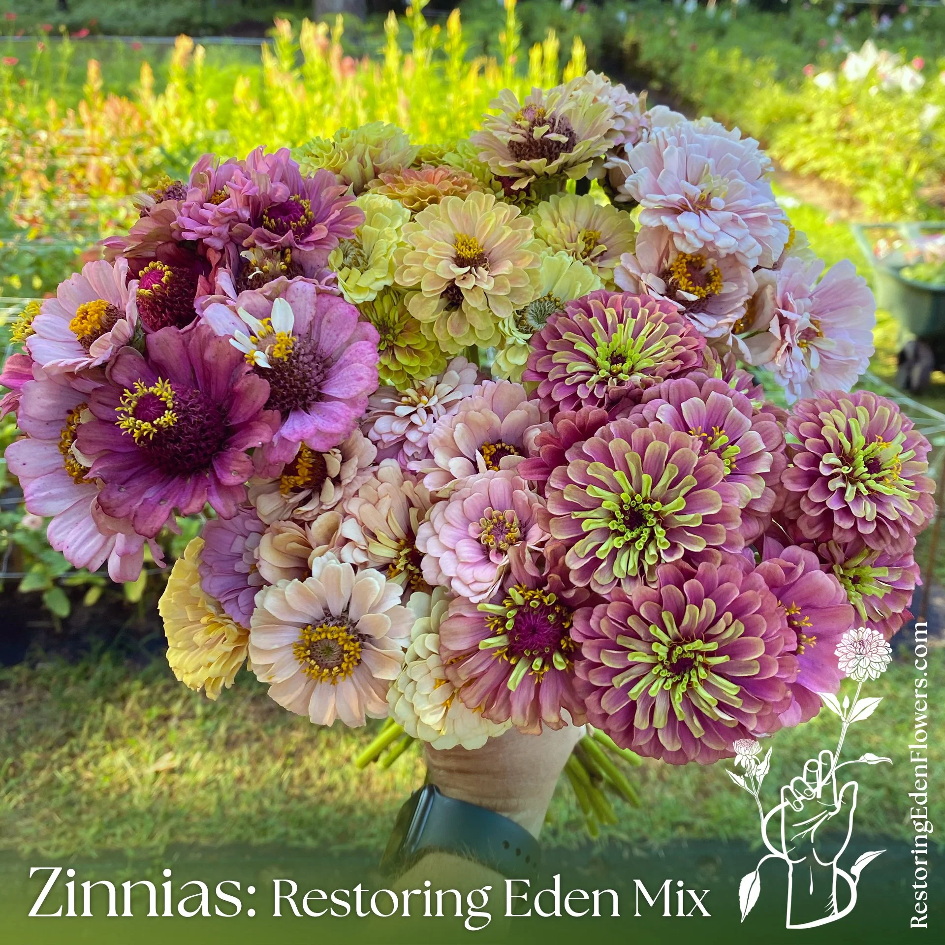 ZinniasREMix18.jpg