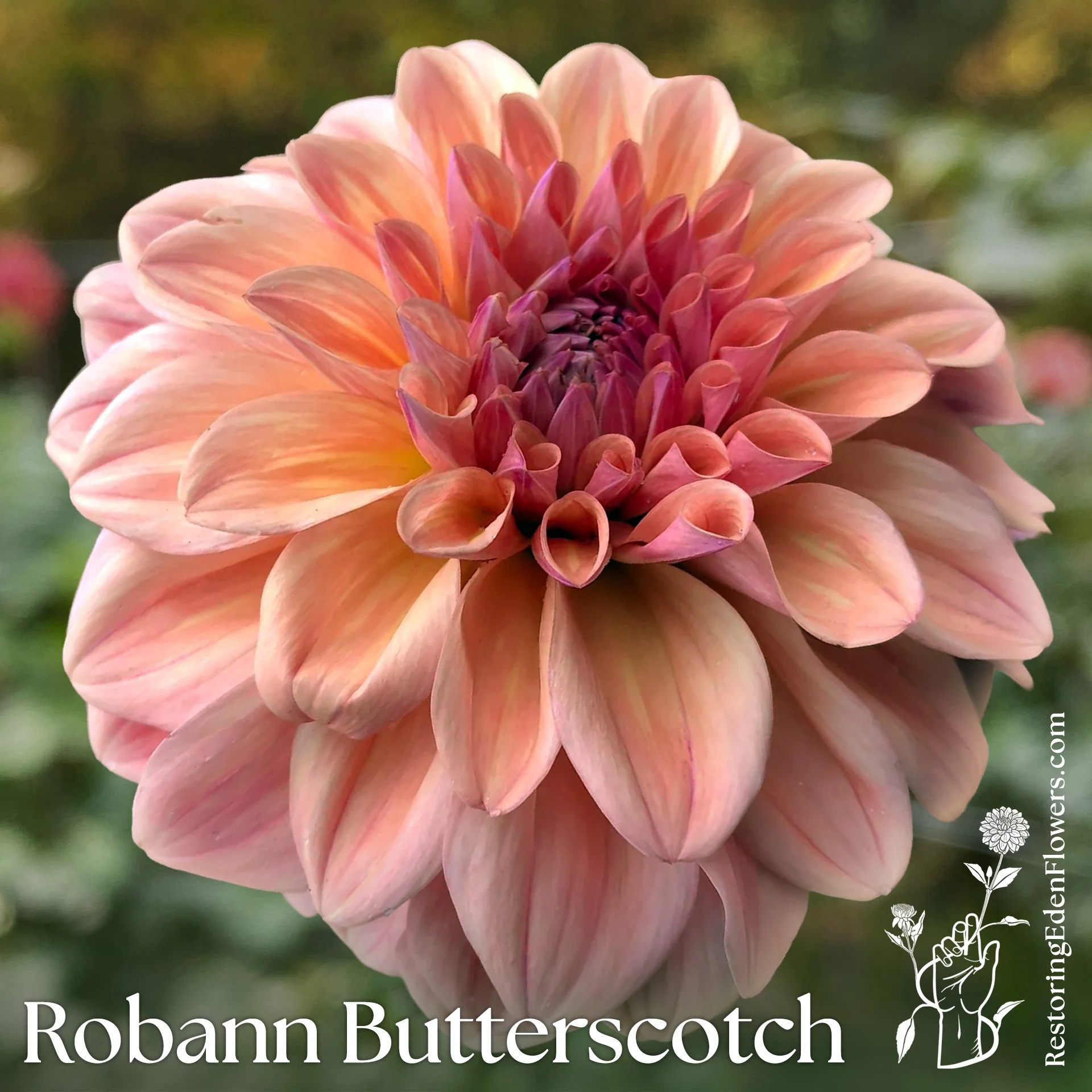 Robann Butterscotch
