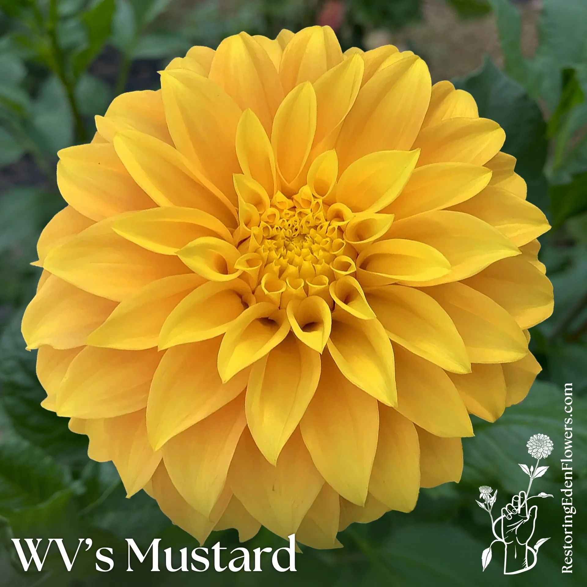 WV's Mustard