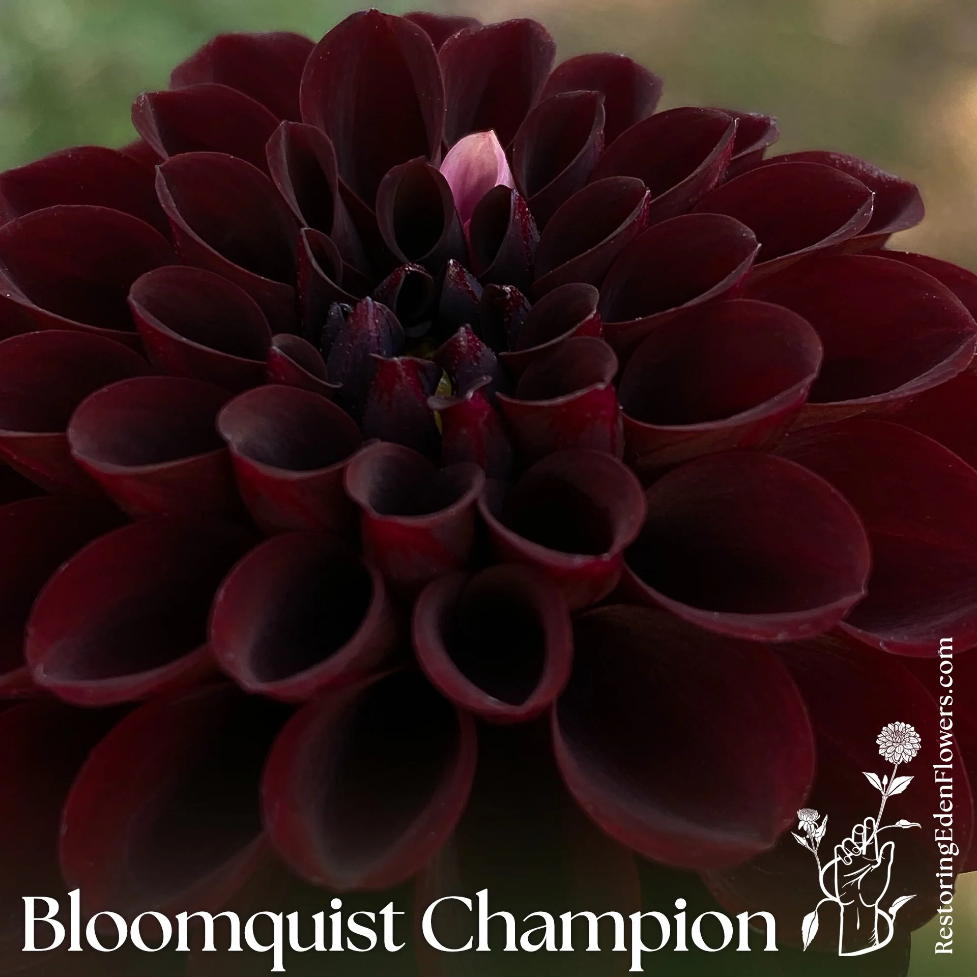 BloomquistChampion2.jpg
