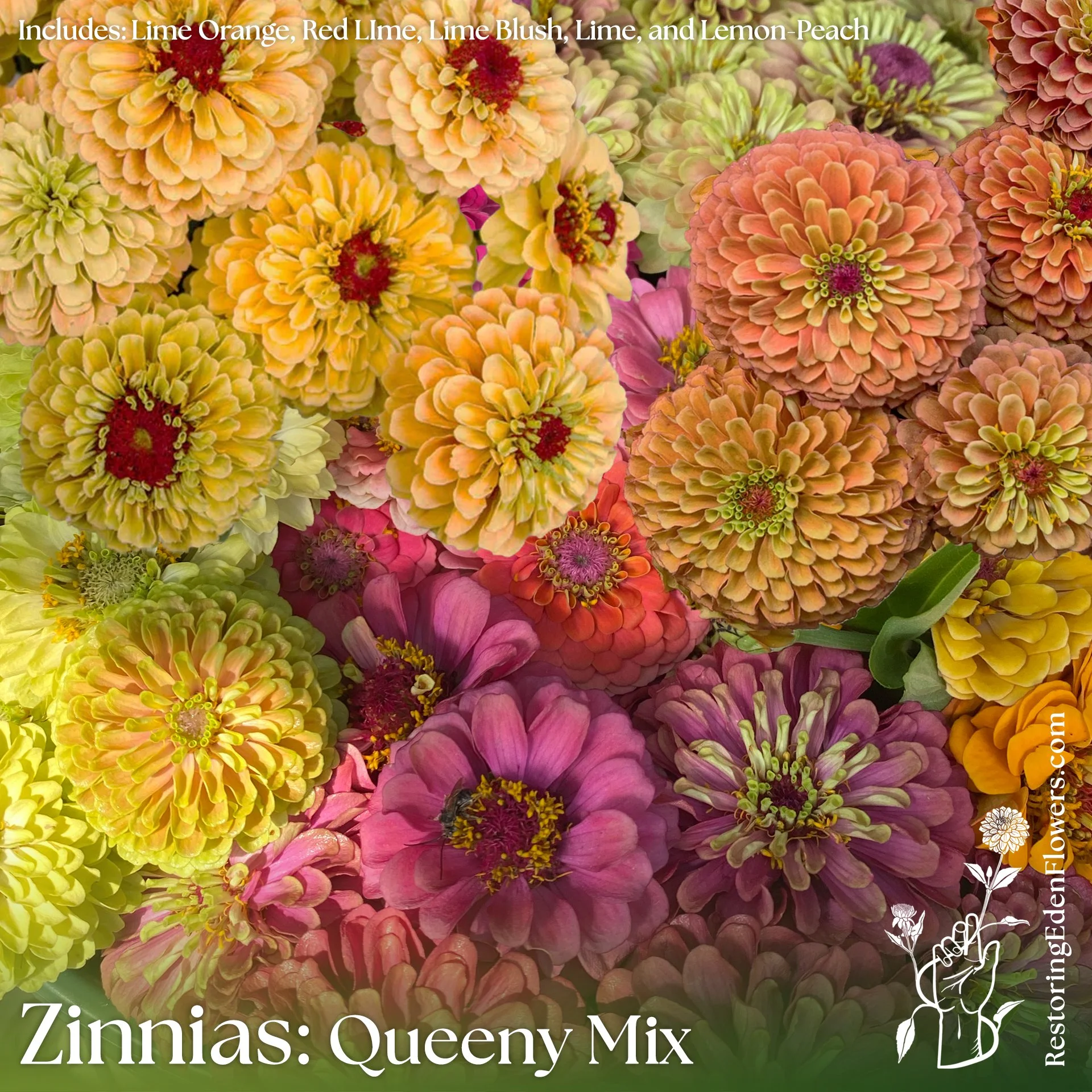 Zinnias: Queeny Blend