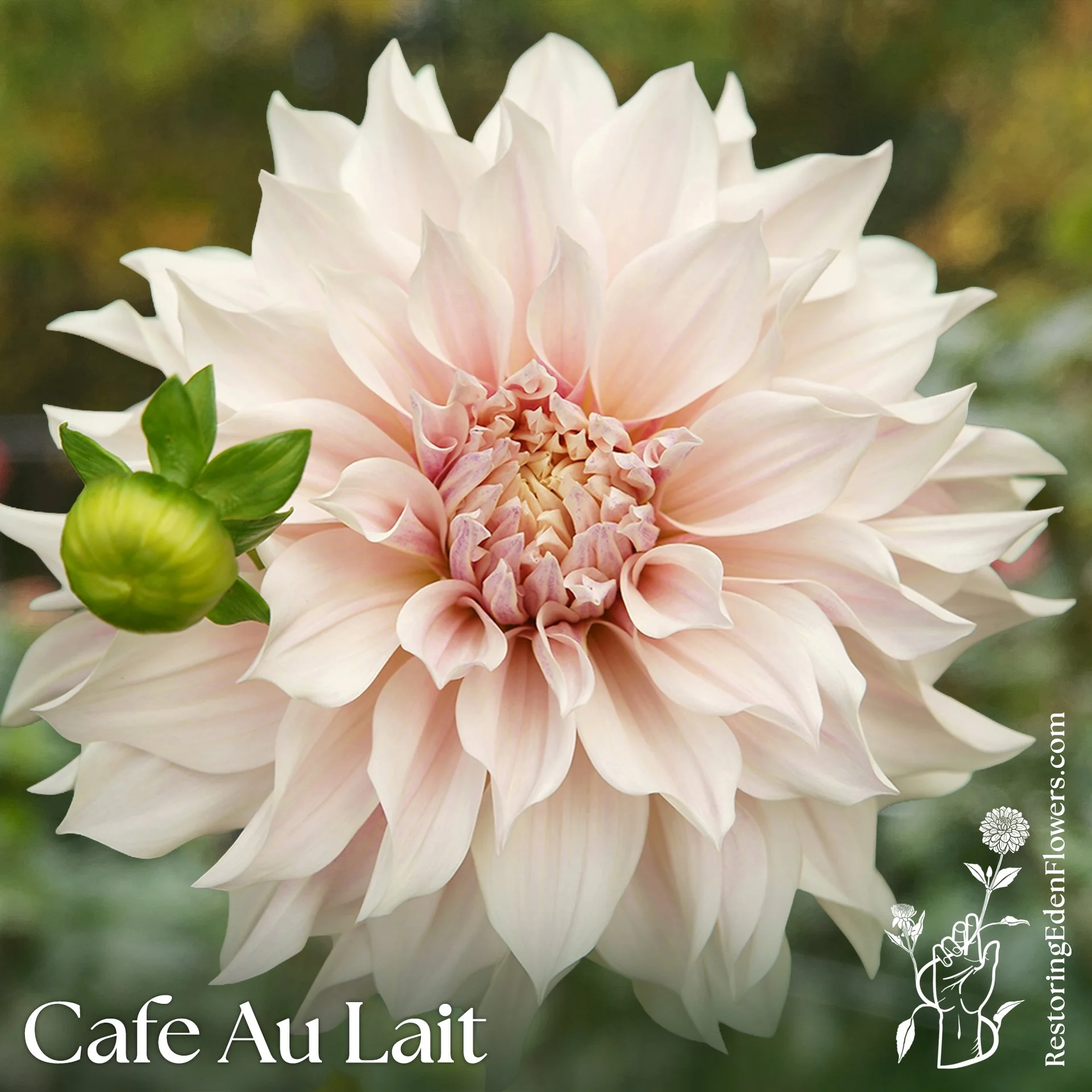 Cafe Au Lait