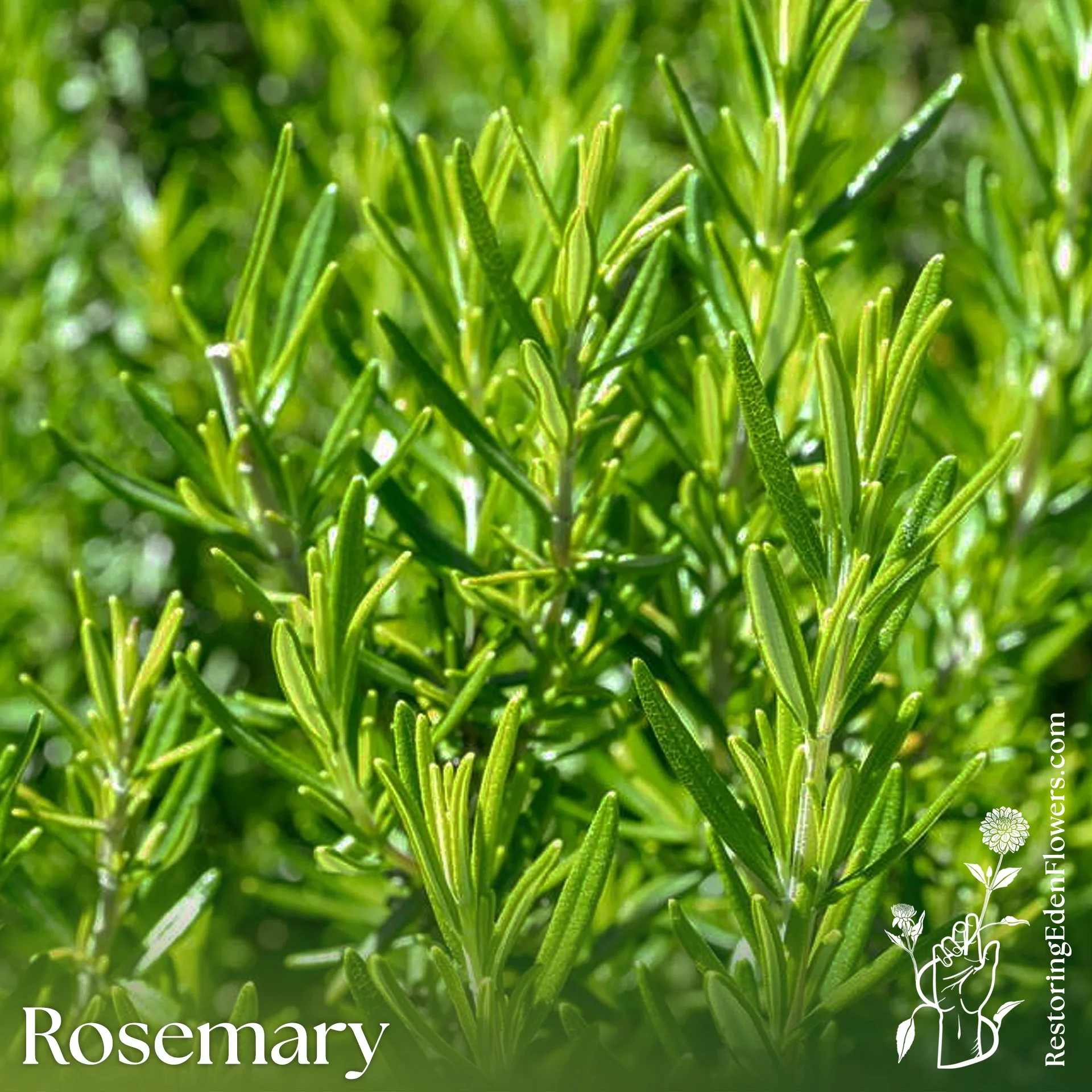 Rosemary