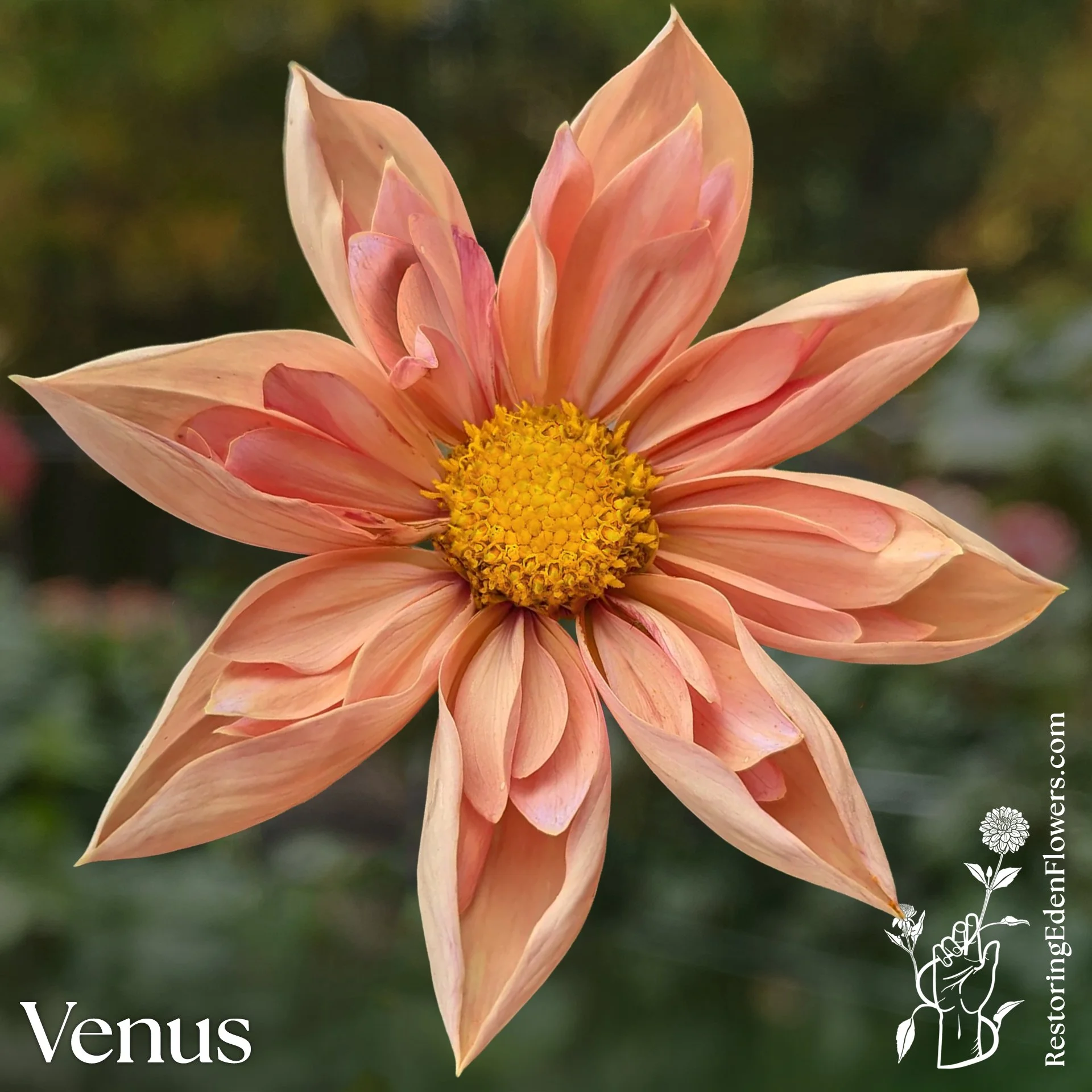 Venus