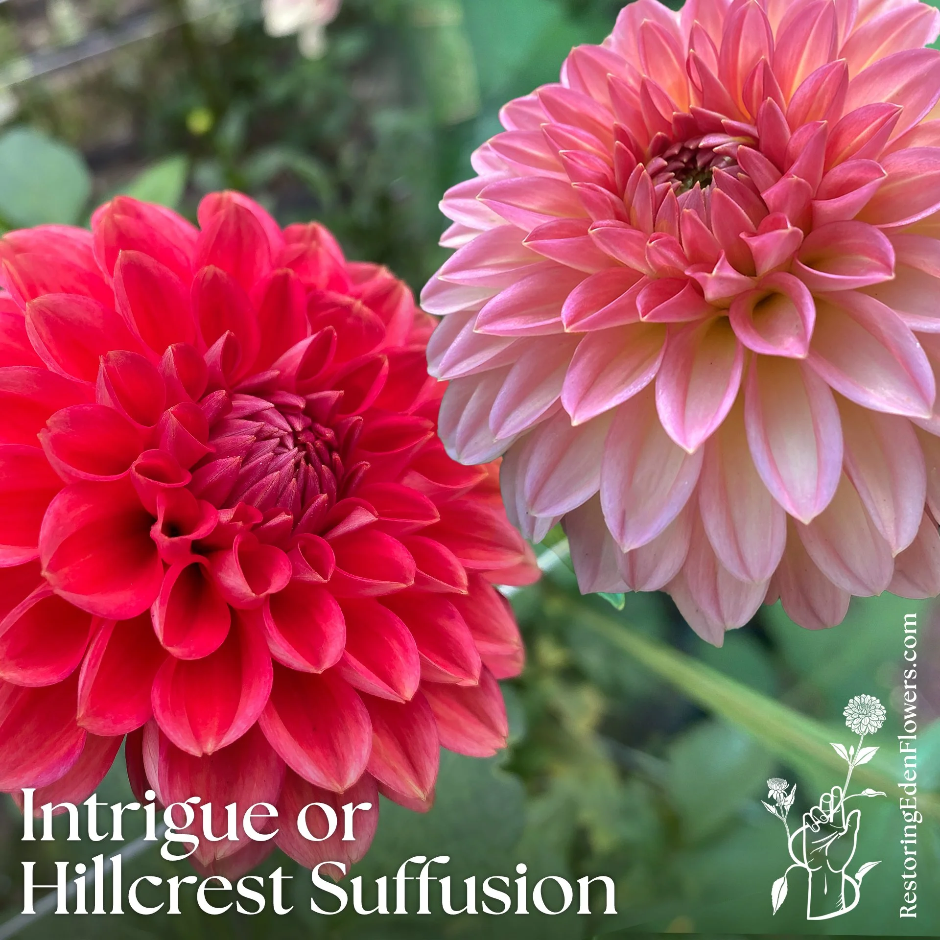 Hillcrest Suffusion / Intrigue
