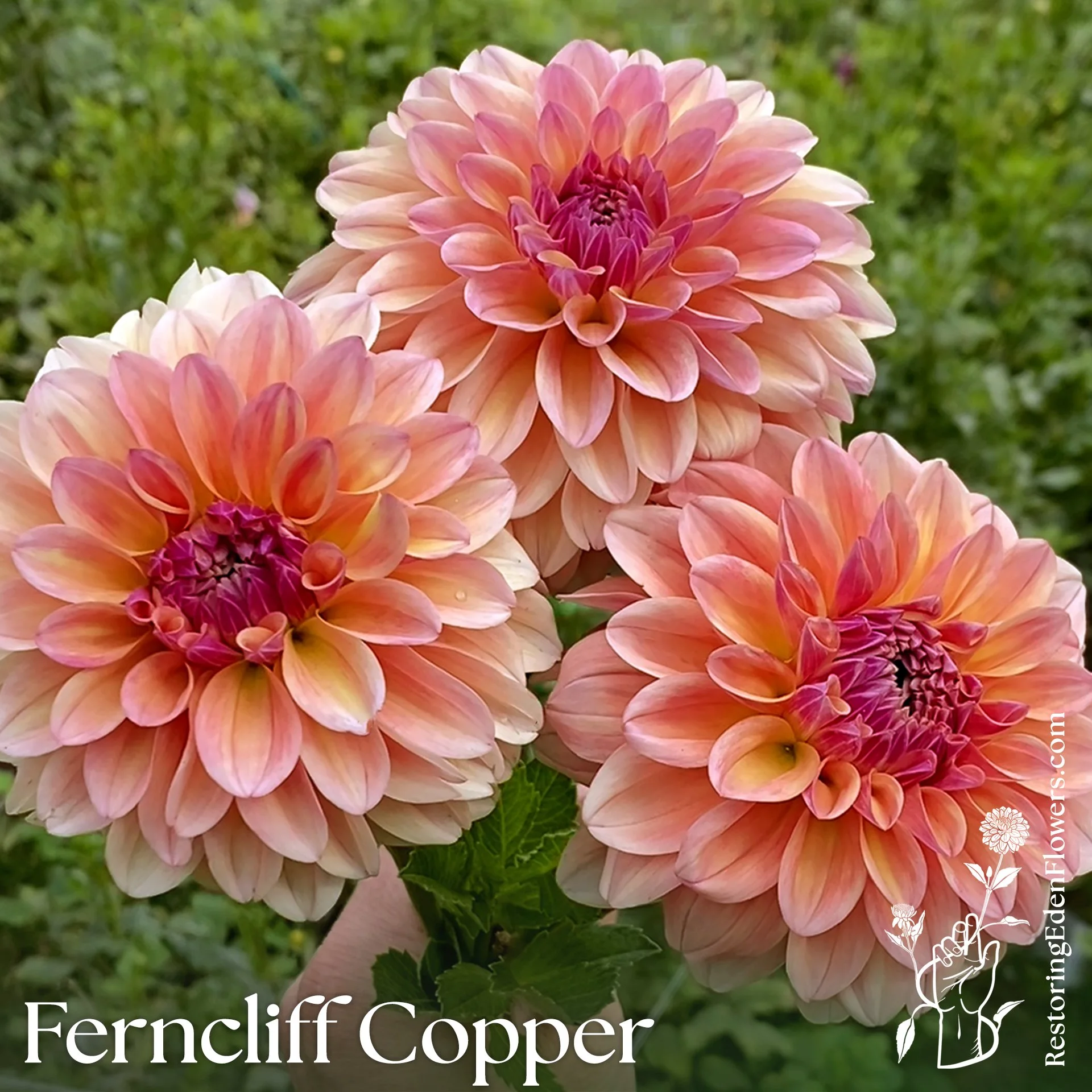 Ferncliff Copper