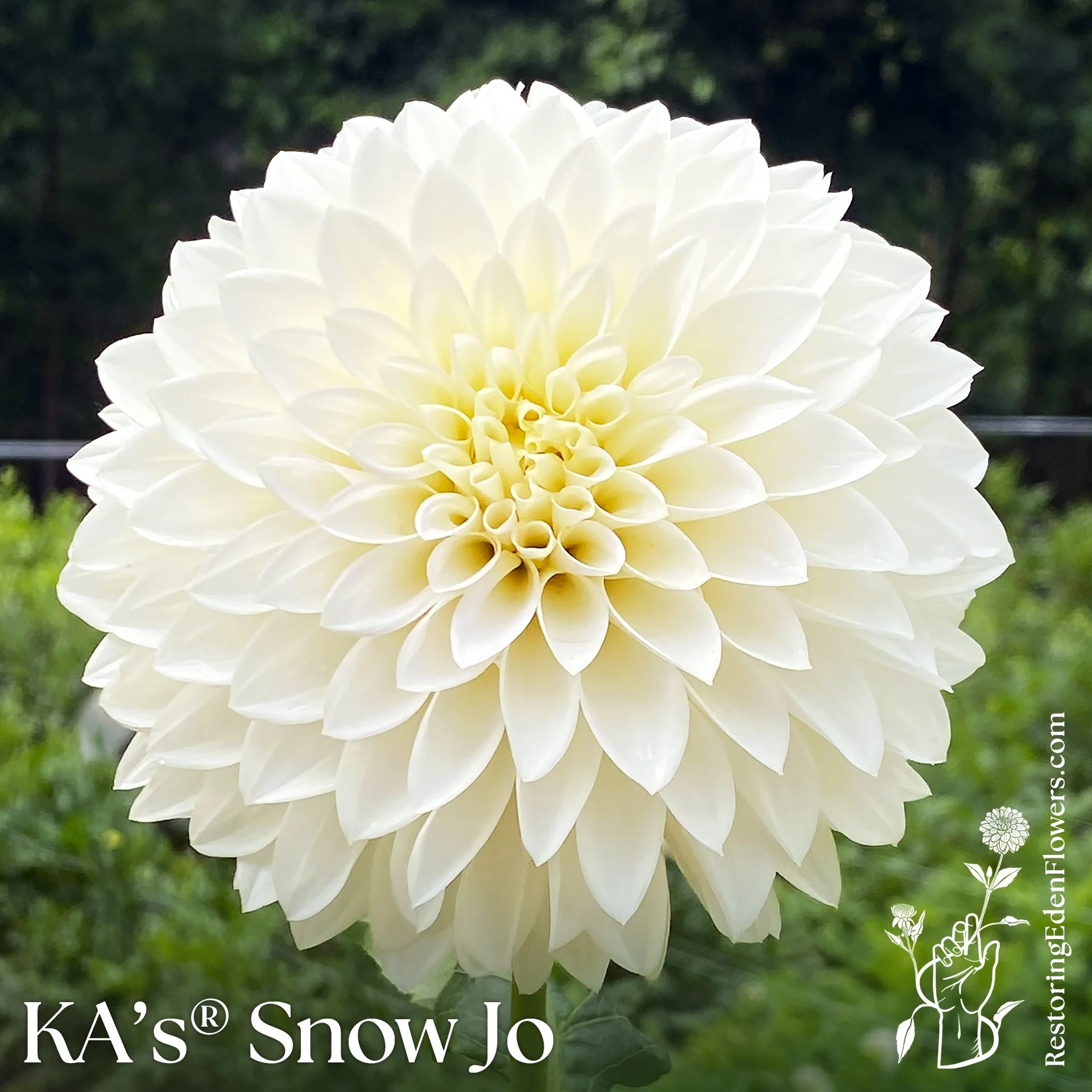 KA's® Snow Jo
