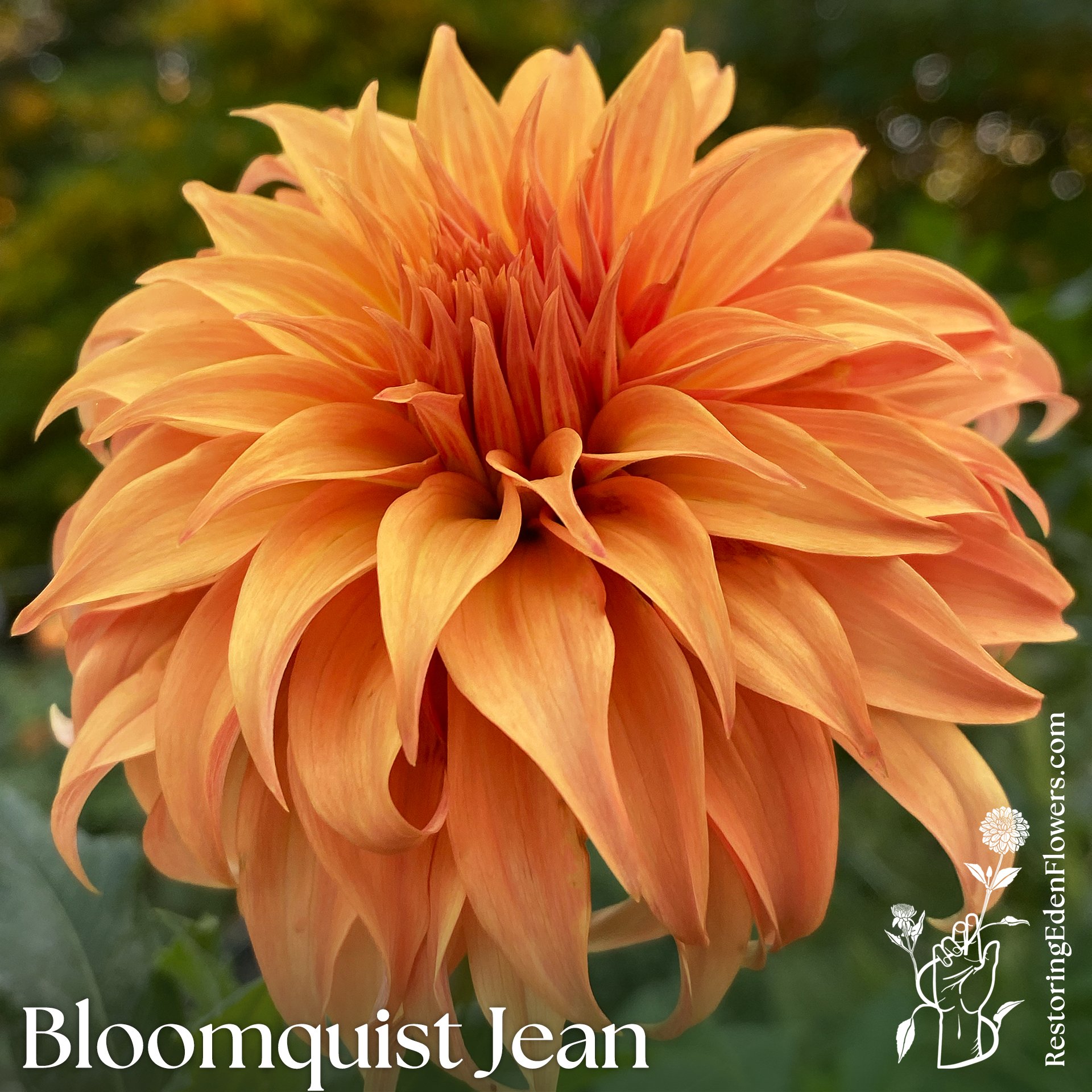 Bloomquist Jean