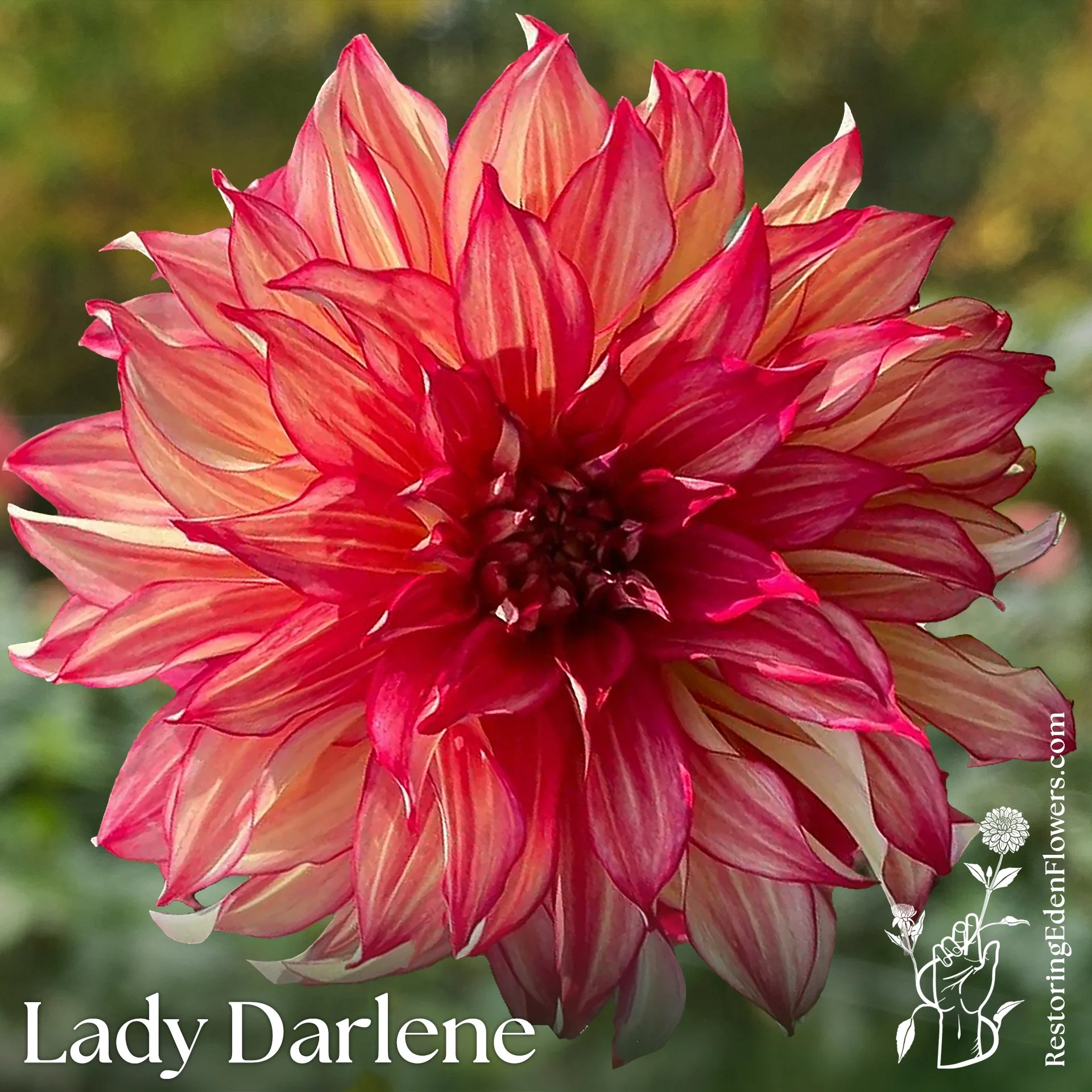 Lady Darlene