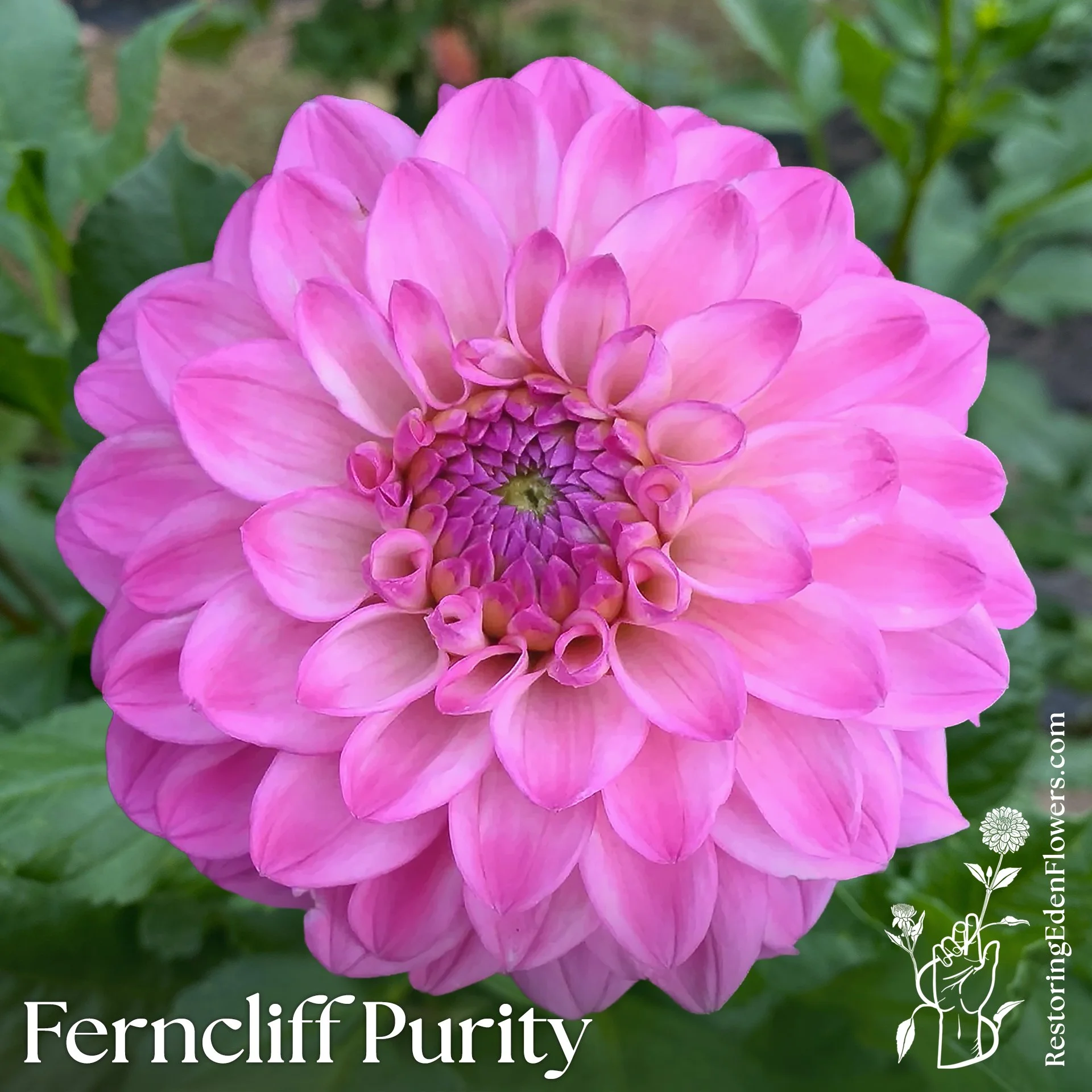 Ferncliff Purity