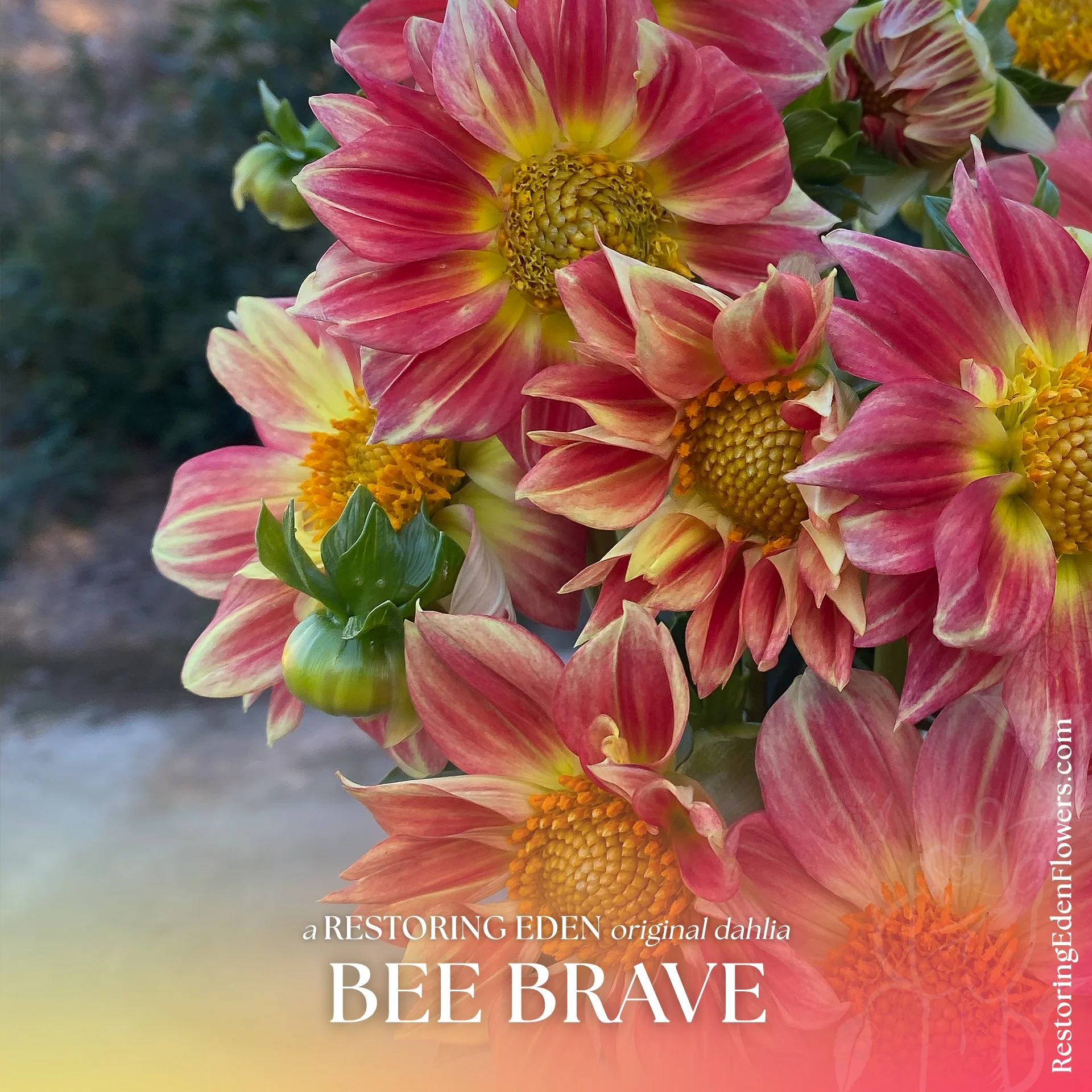 Close-up of pink and yellow dahlia flowers with textured yellow centers, some buds and green leaves.