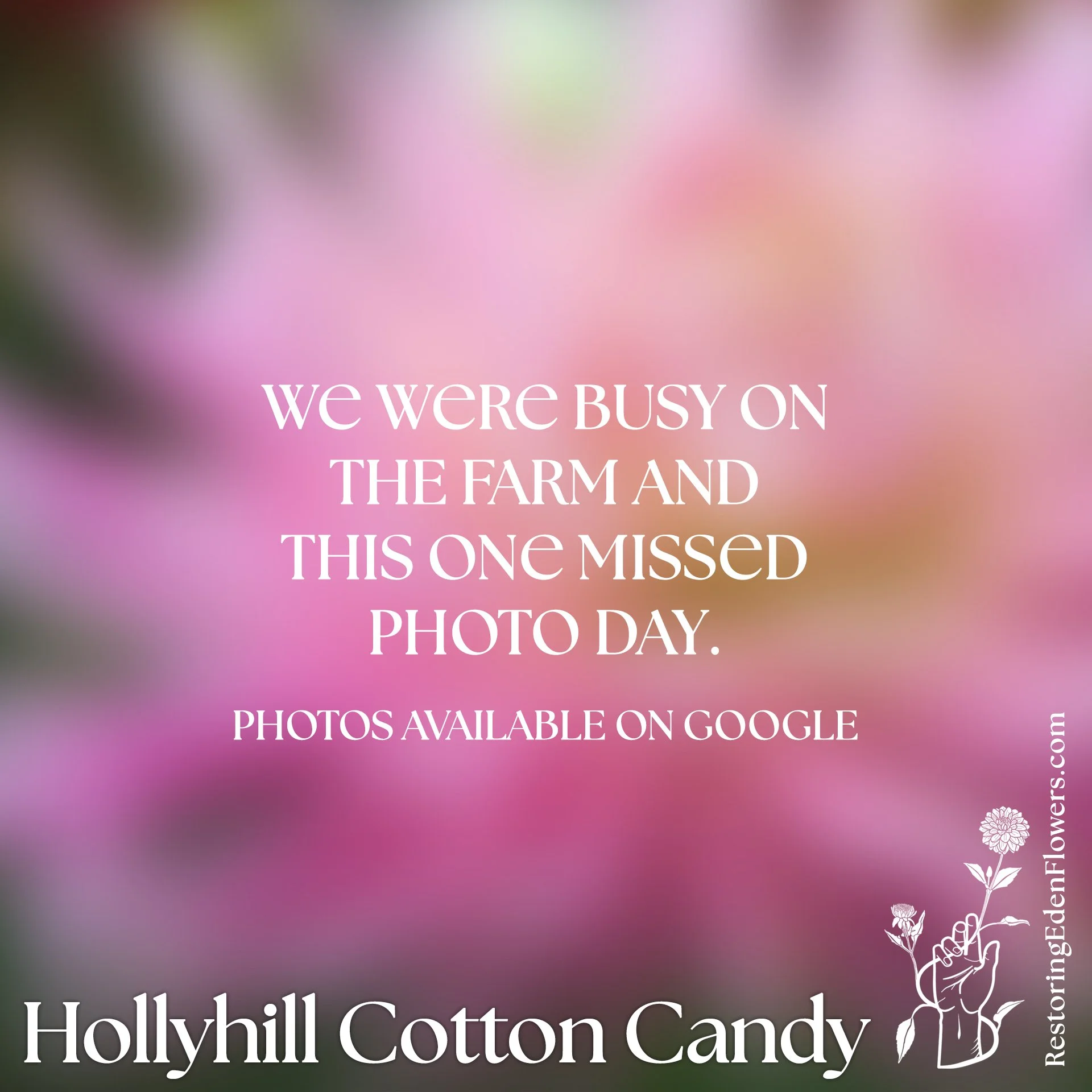 Hollyhill Cotton Candy