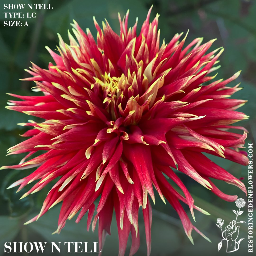 ShowNTell.jpg