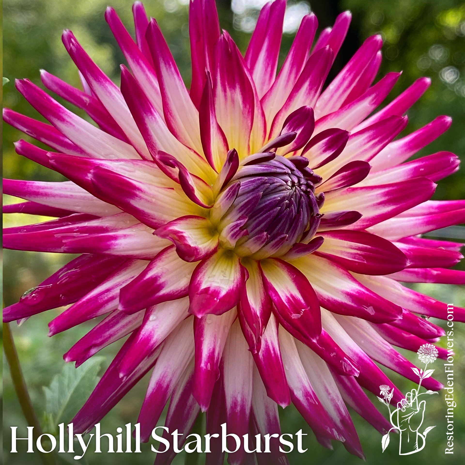 Hollyhill Starburst