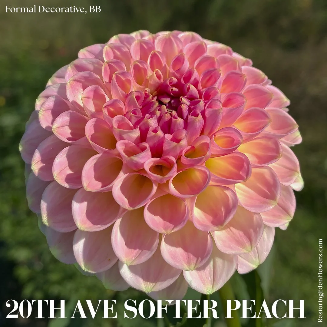 20thAveSofterPeach.jpg