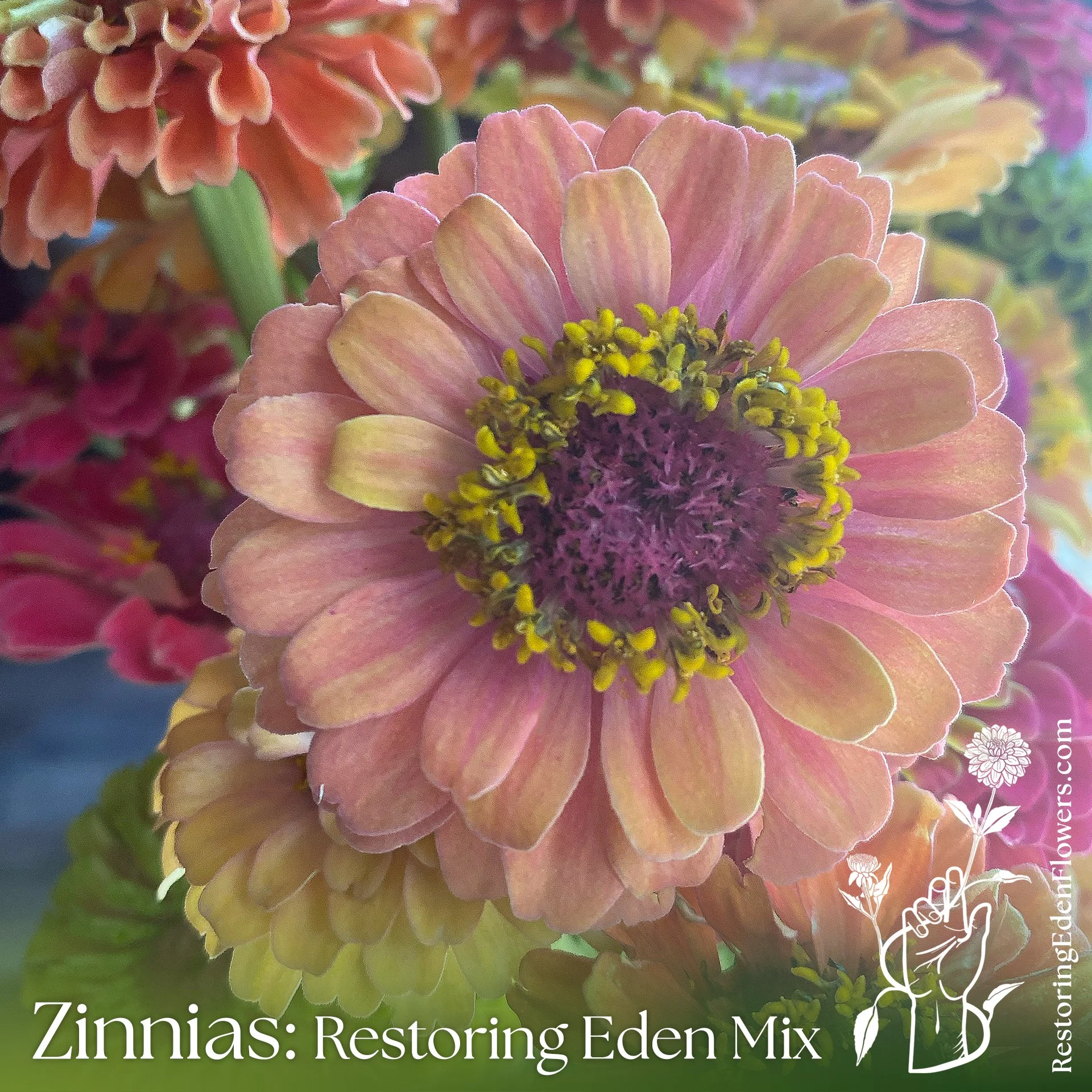 ZinniasREMix12.jpg