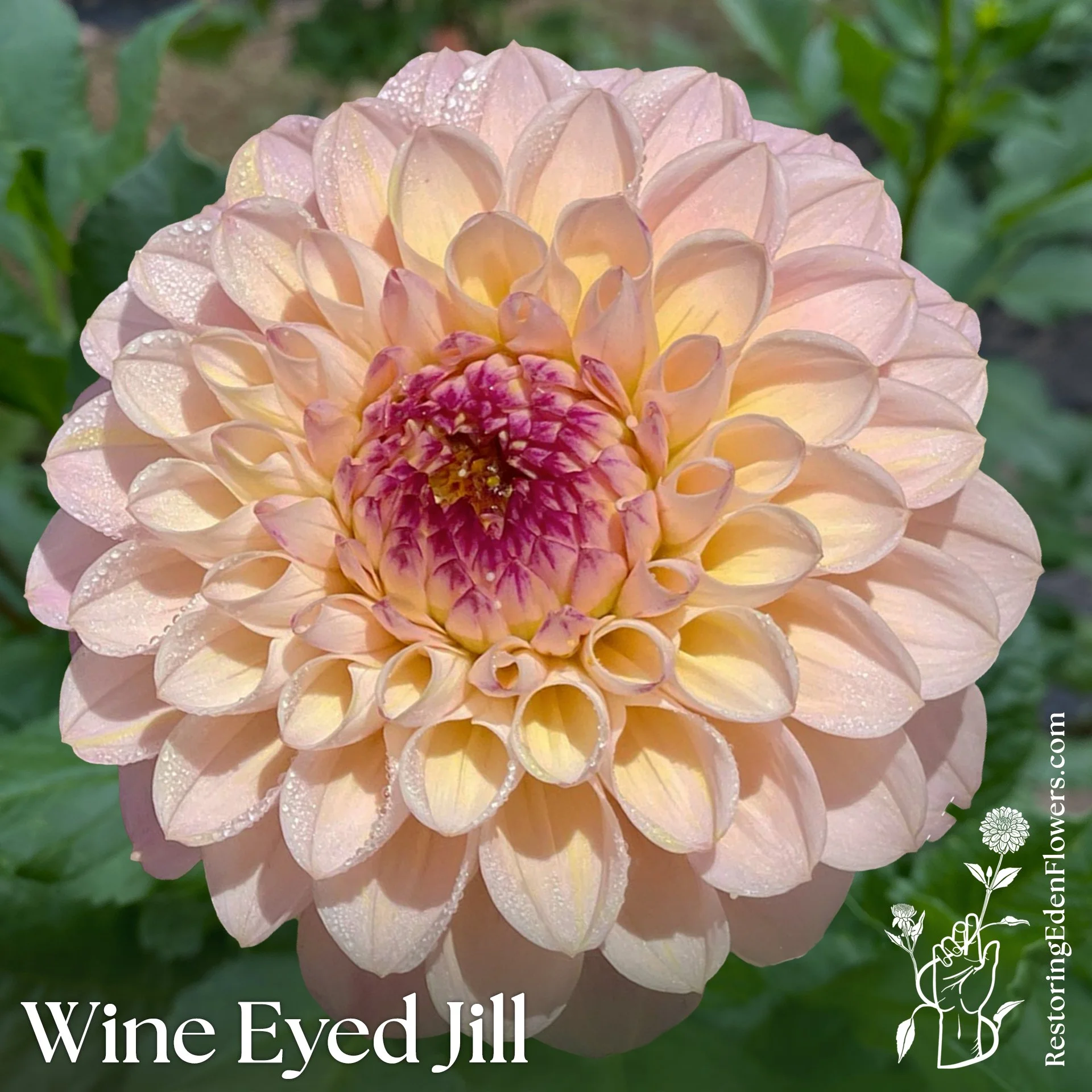 Wine Eyed Jill