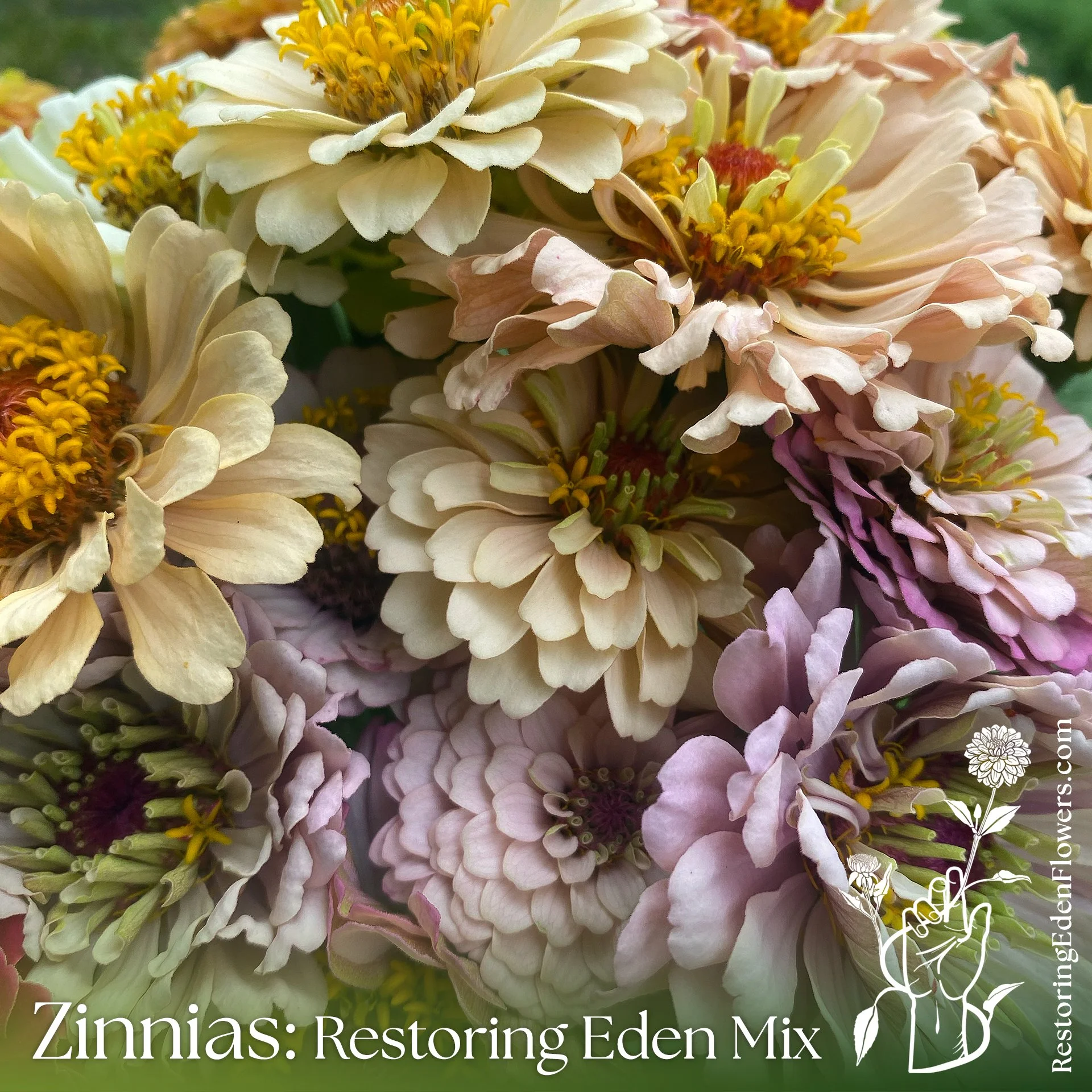 ZinniasREMix8.jpg