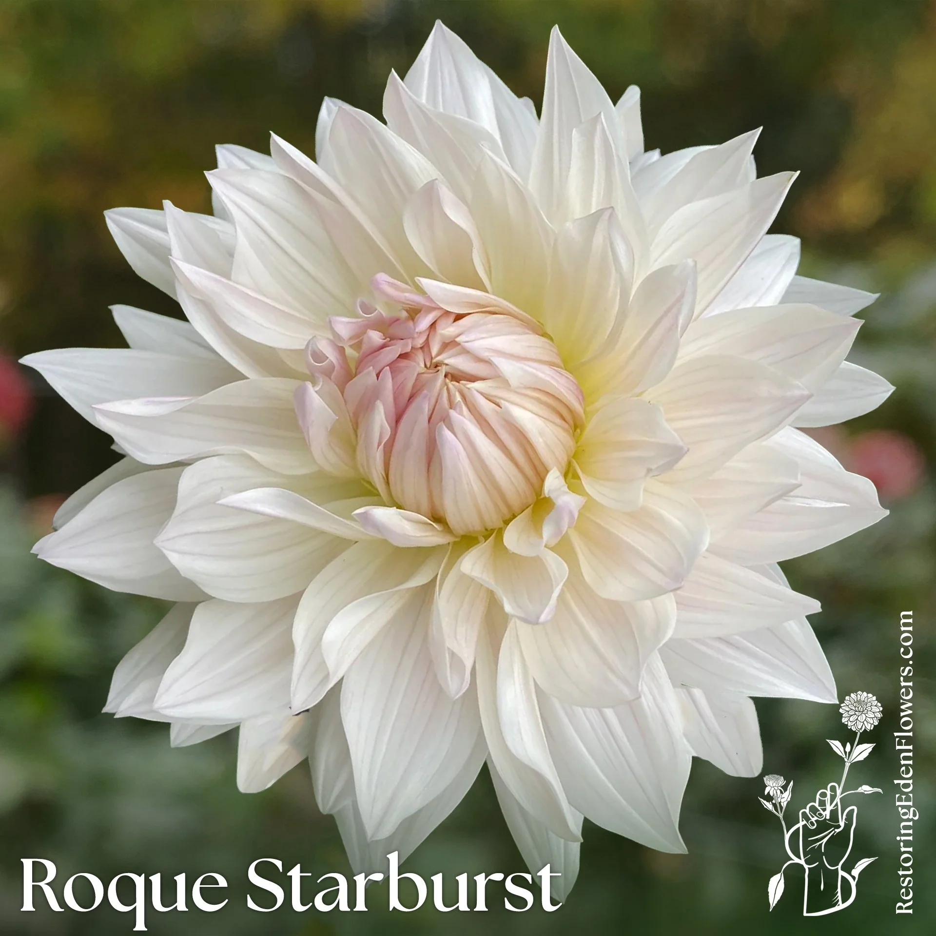 Roque Starburst