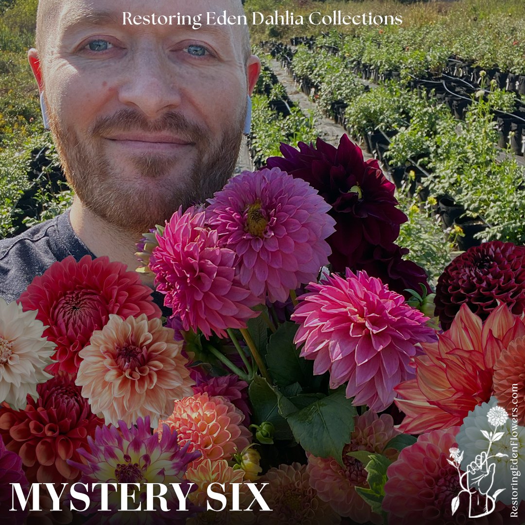 Bundle-MysterySix.jpg