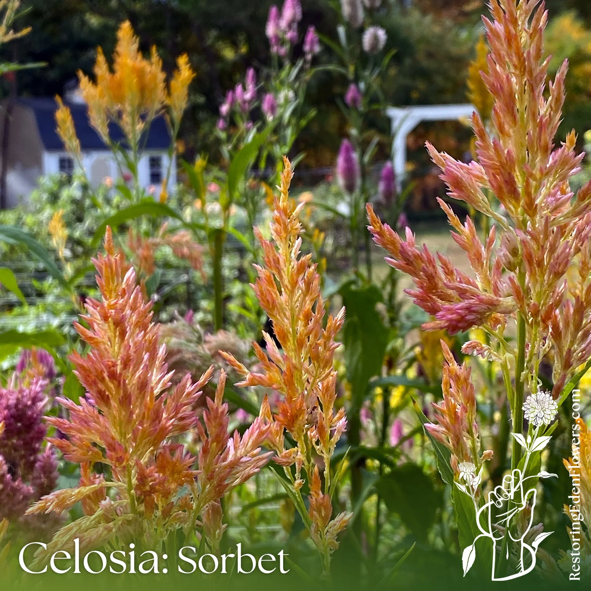 Celosia-Sorbetto2.jpg