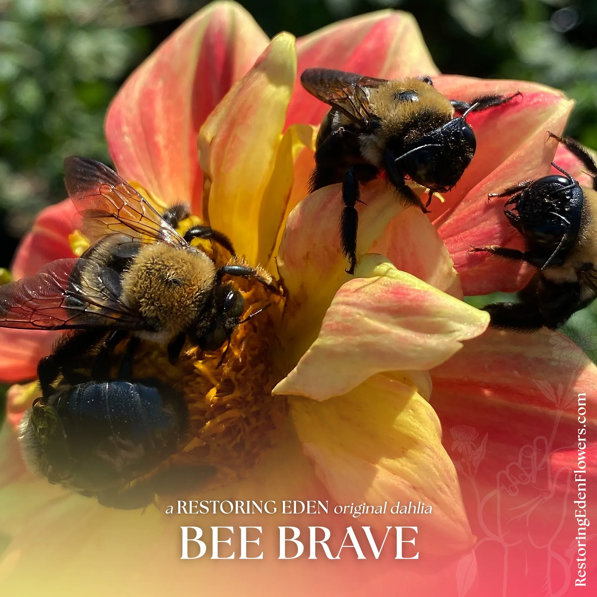 Close-up of three bees gathering nectar on a colorful dahlia flower with pink and yellow petals.