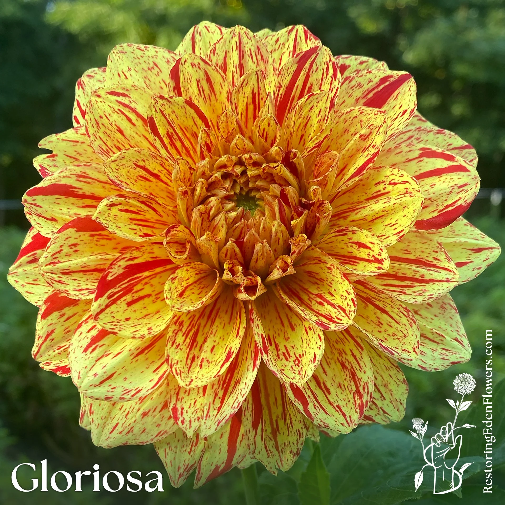 Gloriosa